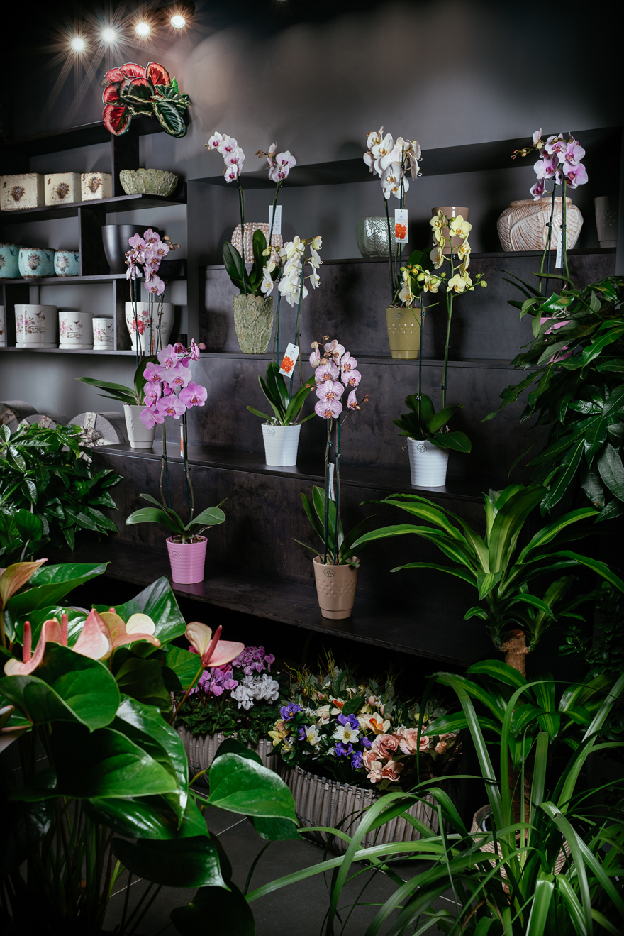 拉弗洛雷亚勒巴科利-9