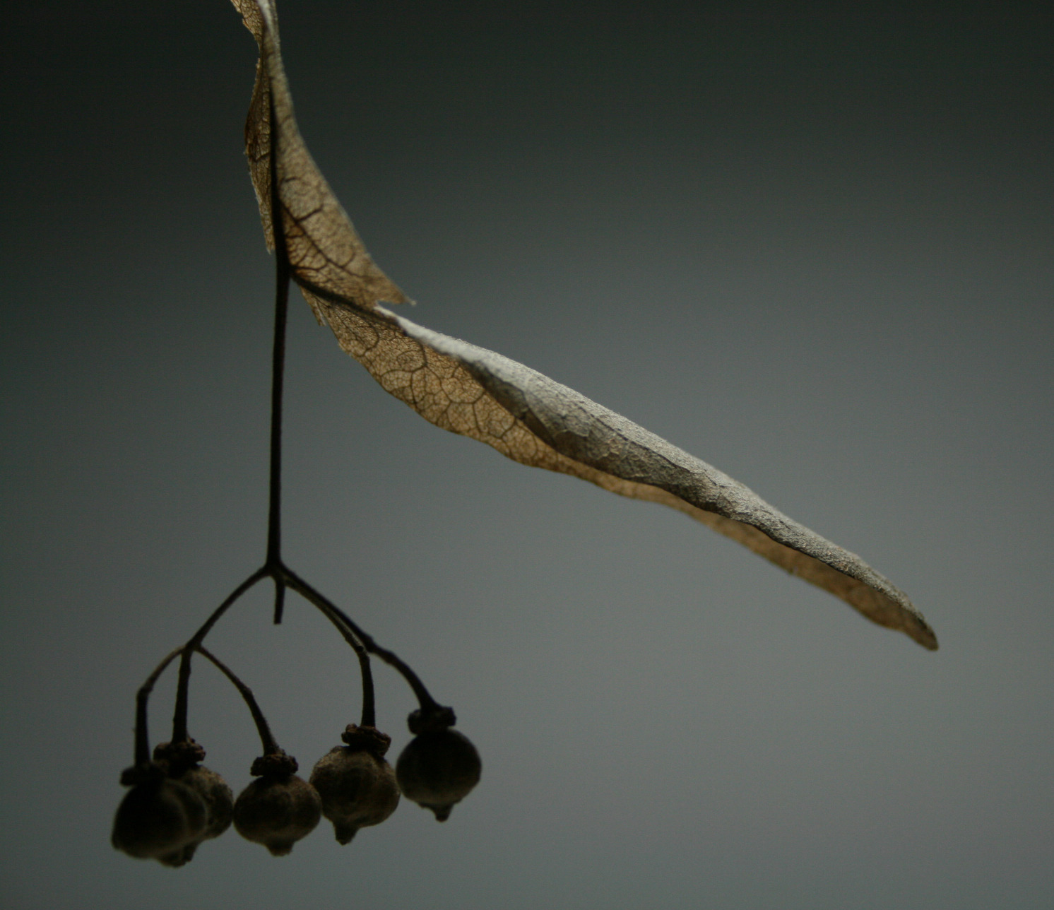 都市树语 · Viseu 城市标志· Linden Tree 的崭新诠释-0