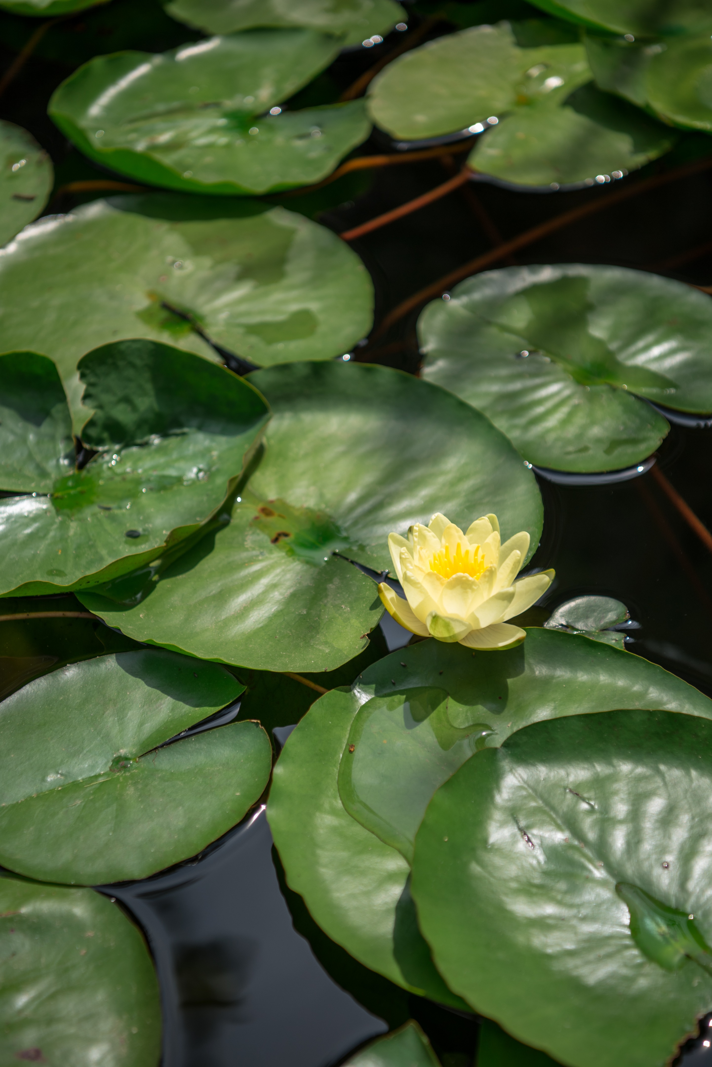 乌克兰 Azuma 餐厅露台 | 城市绿洲的餐饮空间-14