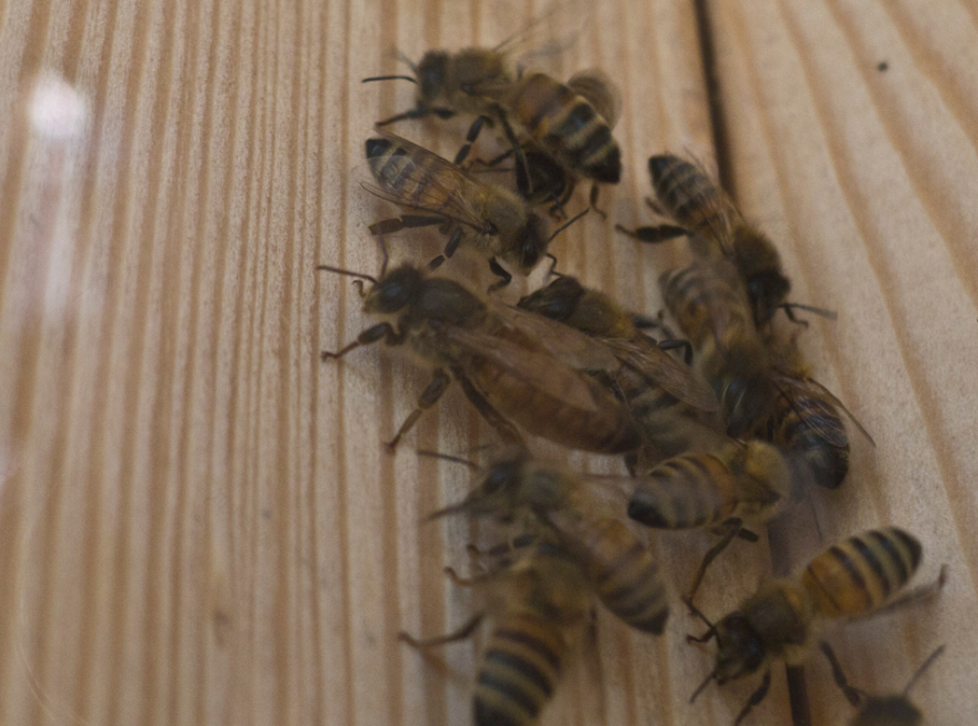 蜂巢城市:电梯 B-54