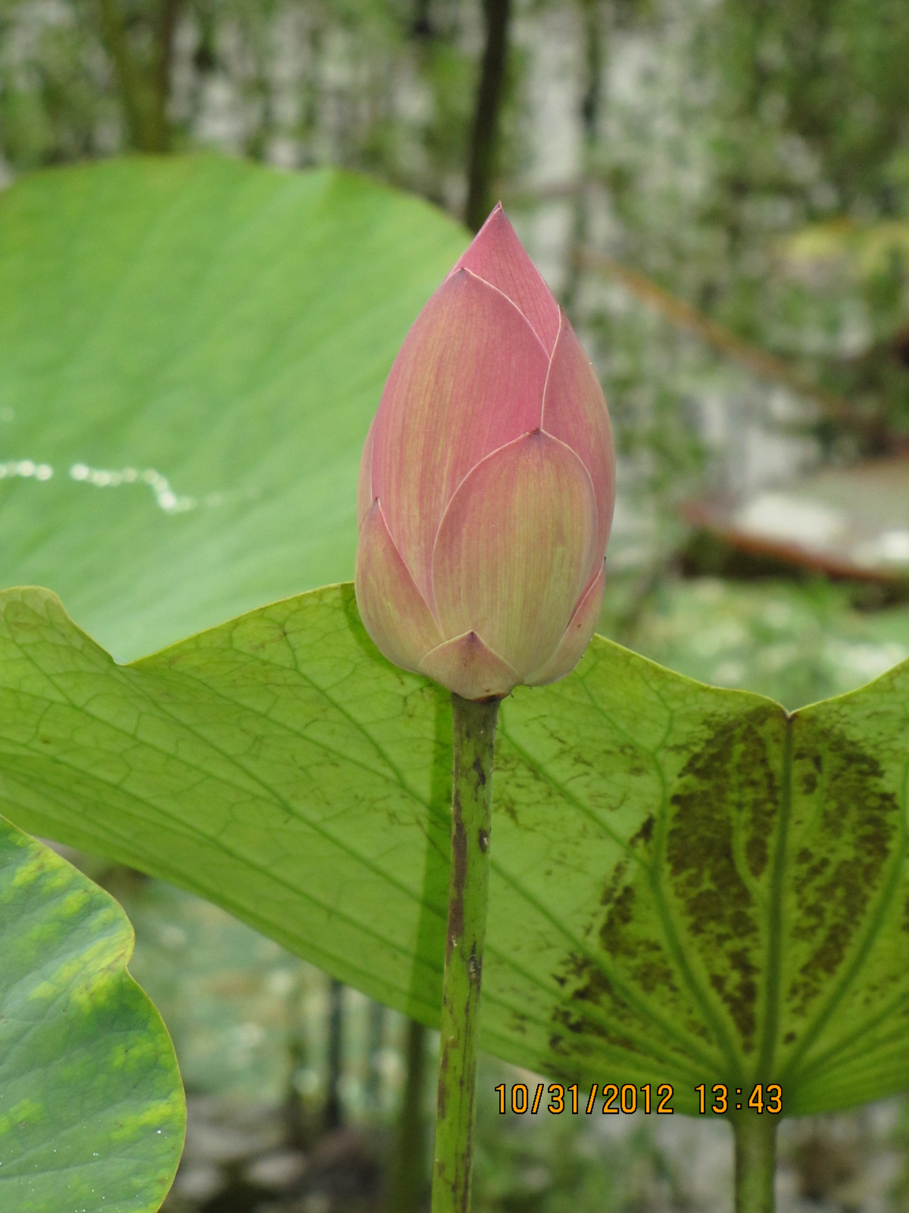 大佛铜像与 FRP 壁画,佛教艺术的新境界-8