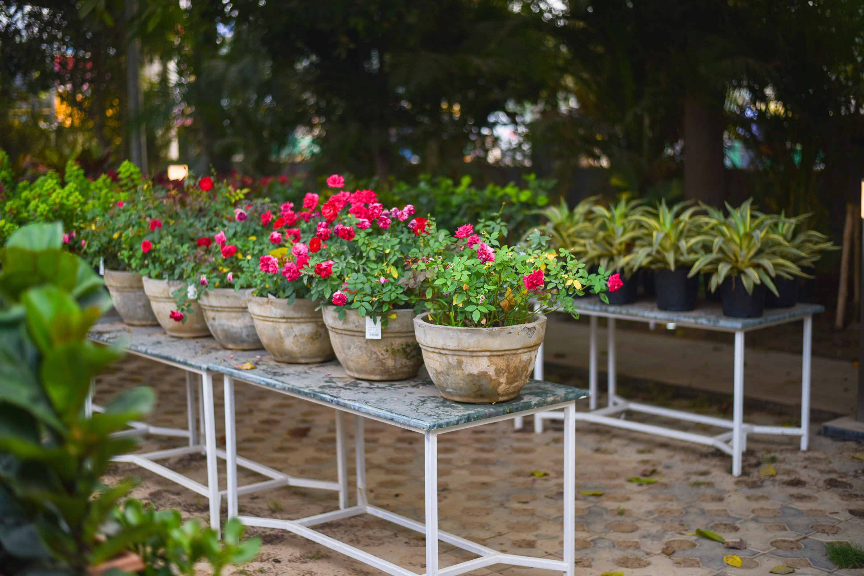 绿色氧吧 NG Studio-30