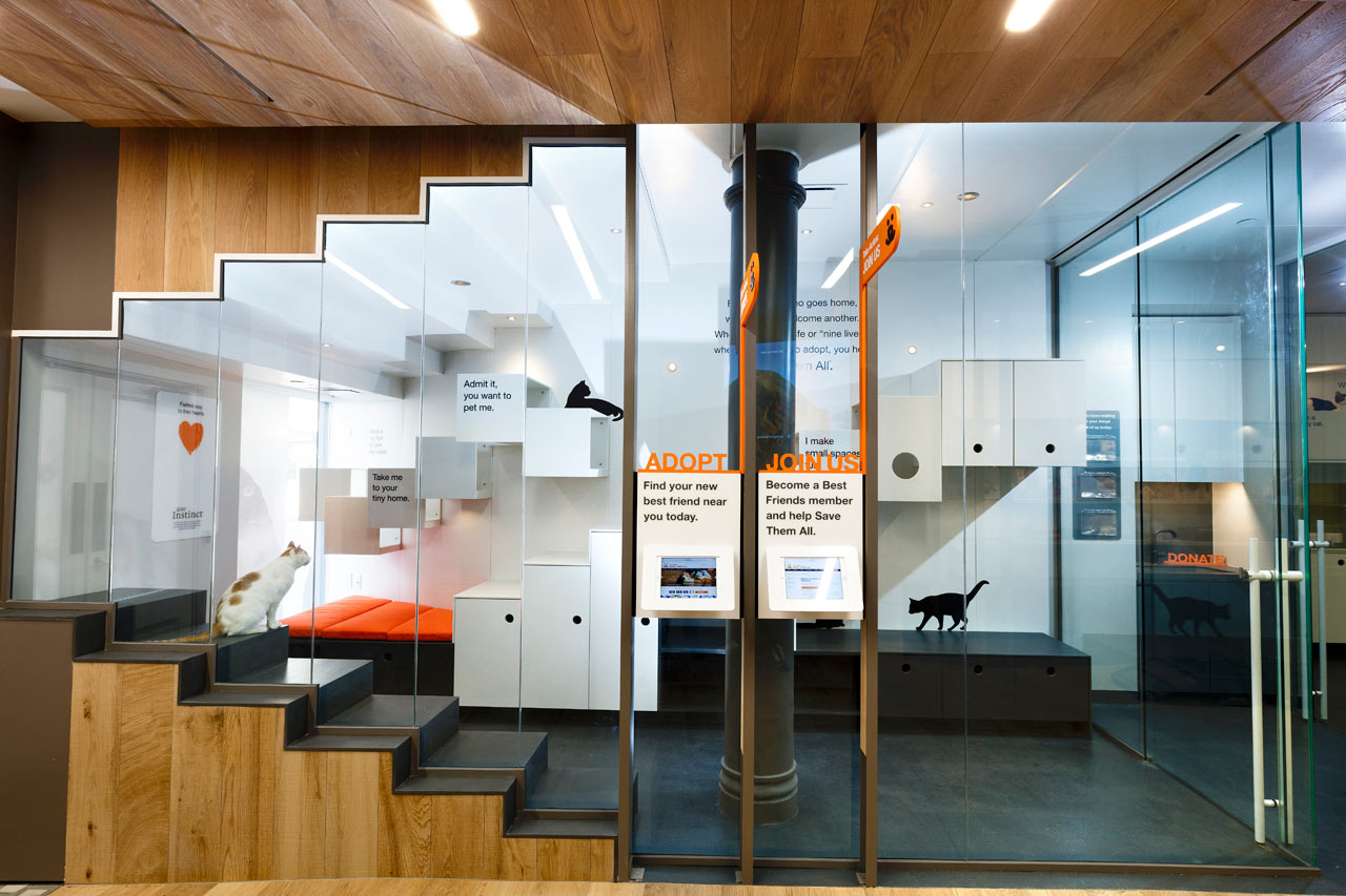 爱心港湾 | 最佳朋友动物协会新收养中心-0