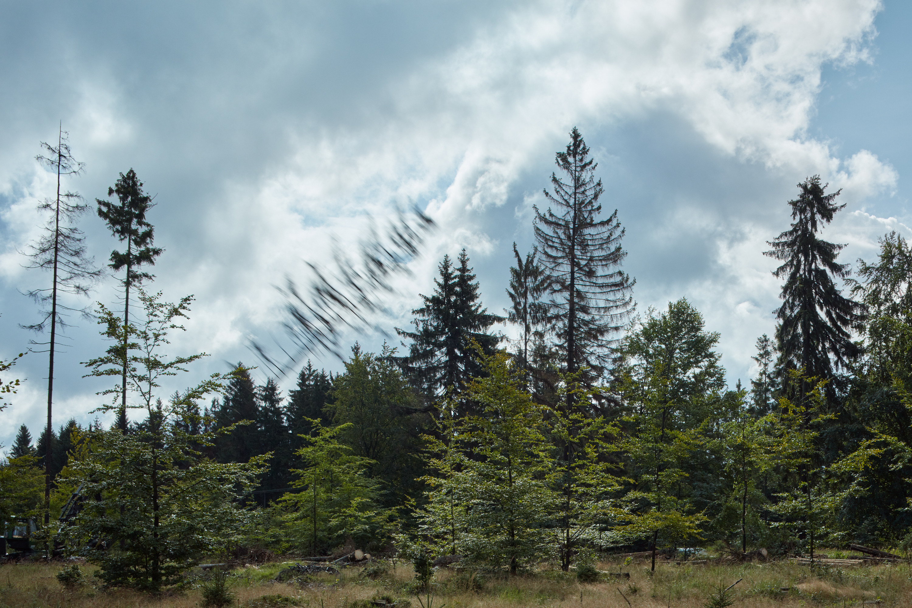 Making of a Forest 展览-56