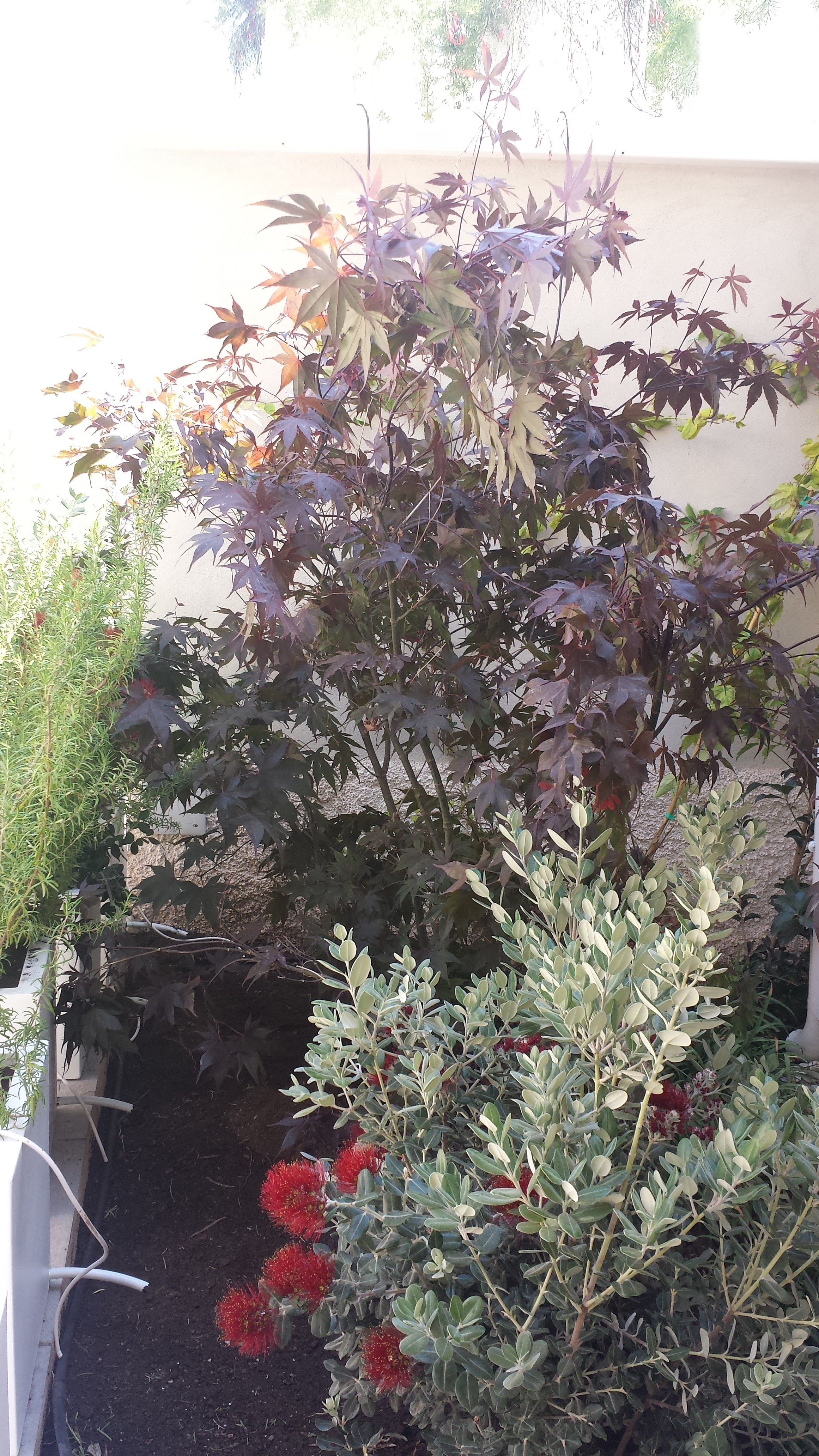 绿意盎然的城市花园——"Verde Matematico"餐厅设计-10