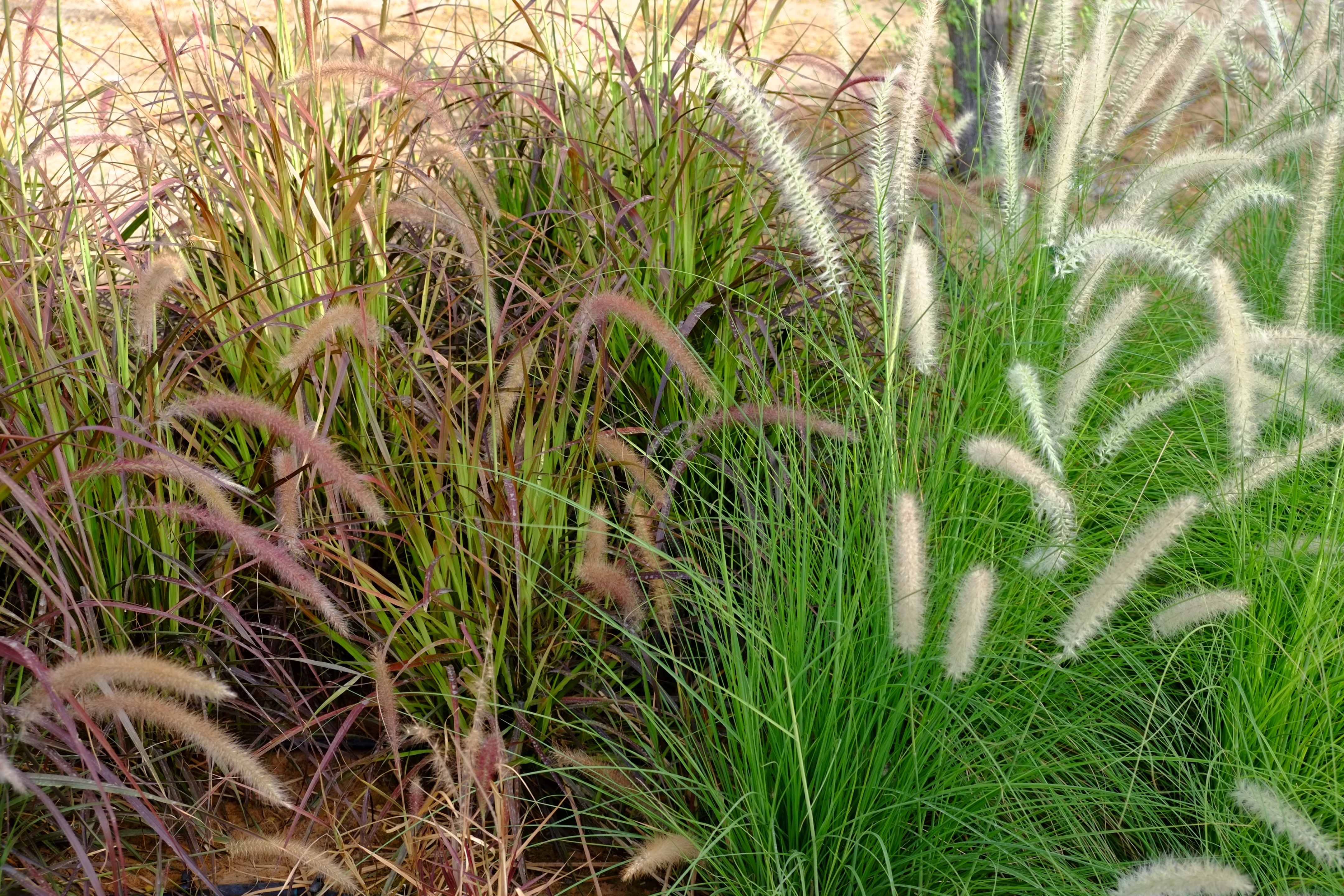 阿拉伯绿洲——迪拜亚拉巴马 ranchs 老入口景观升级-31