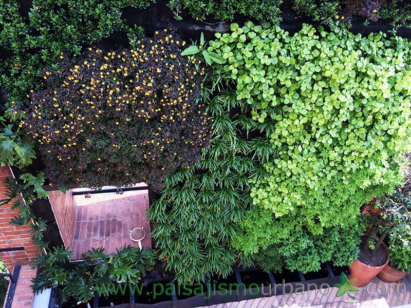 哥伦比亚绿色公寓墙 · 13 种植物的垂直花园-21