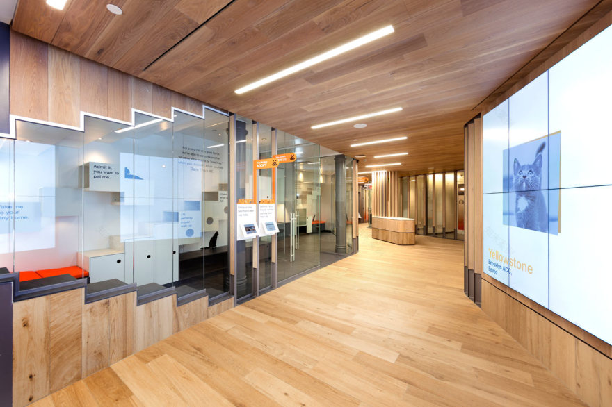 爱心港湾 | 最佳朋友动物协会新收养中心-5