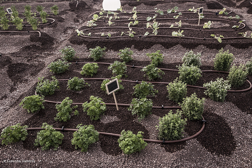 米兰屋顶稻田 · 创新城市农业设计-21