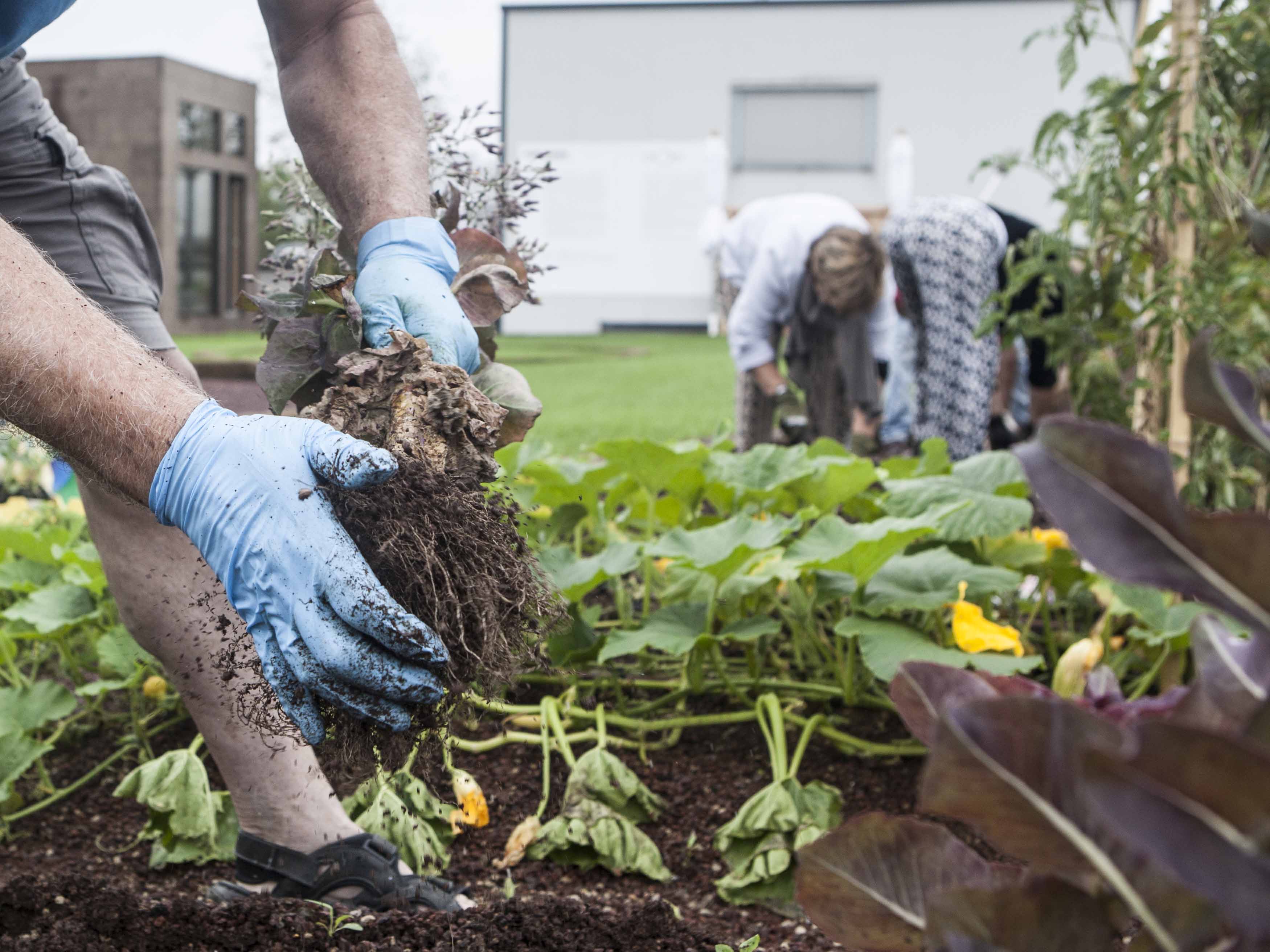 米兰屋顶稻田 · 创新城市农业设计-20