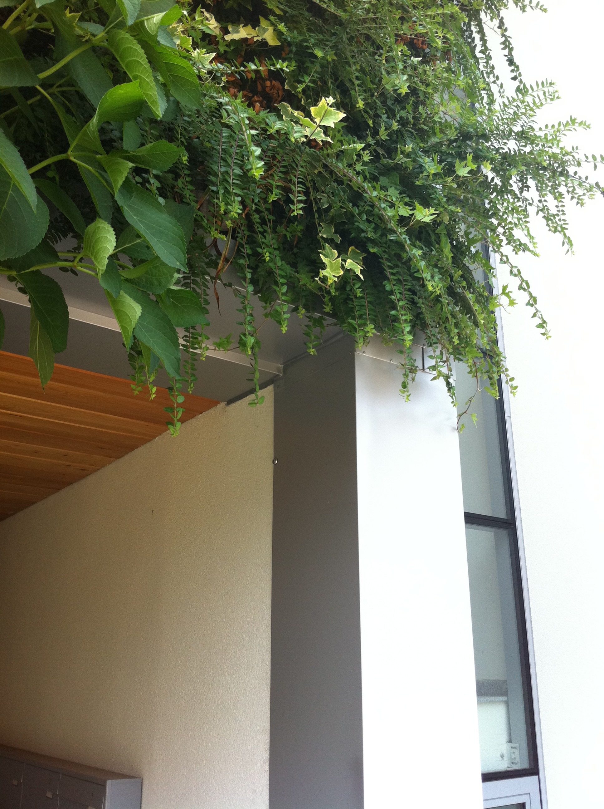 绿色公寓 · 模块化垂直绿化墙-1