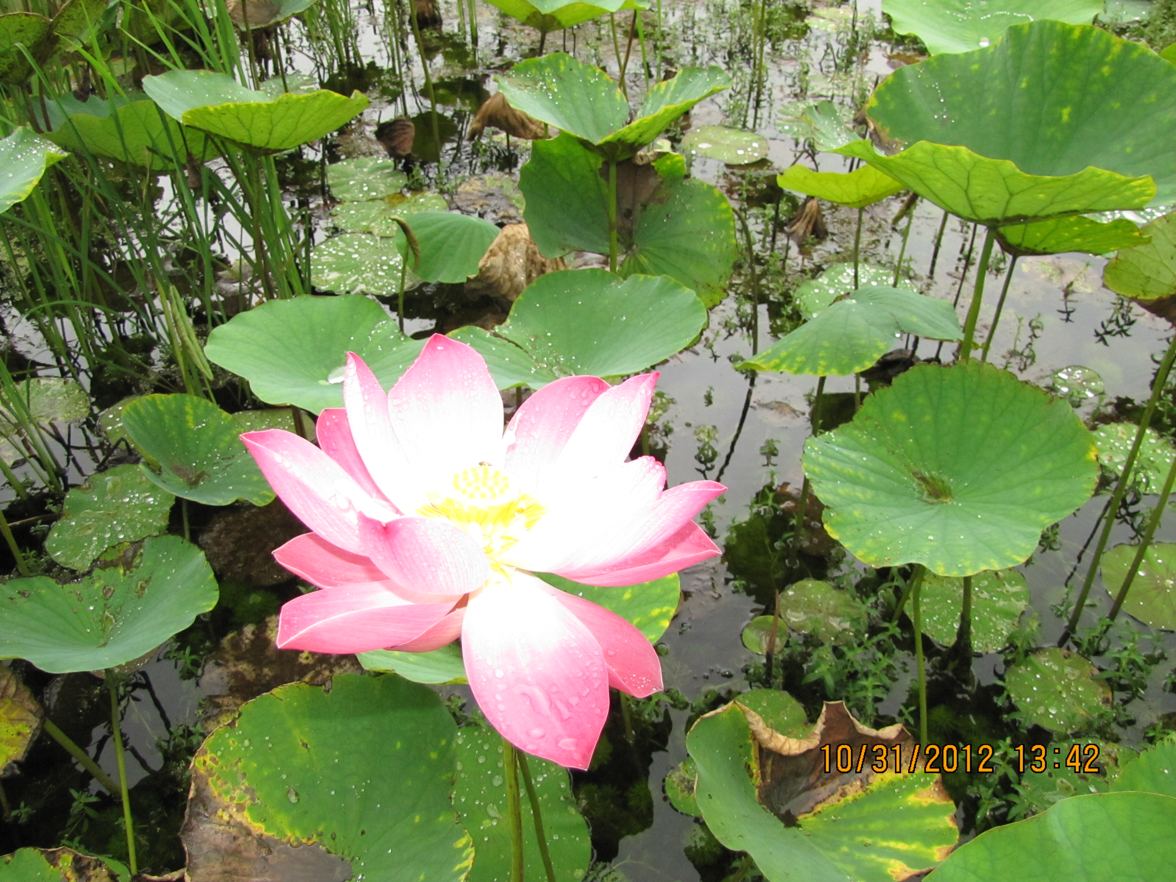 大佛铜像与 FRP 壁画，佛教艺术的新境界-6