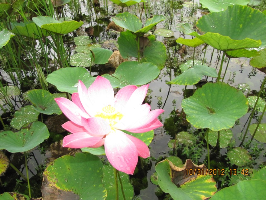 大佛铜像与 FRP 壁画,佛教艺术的新境界-6