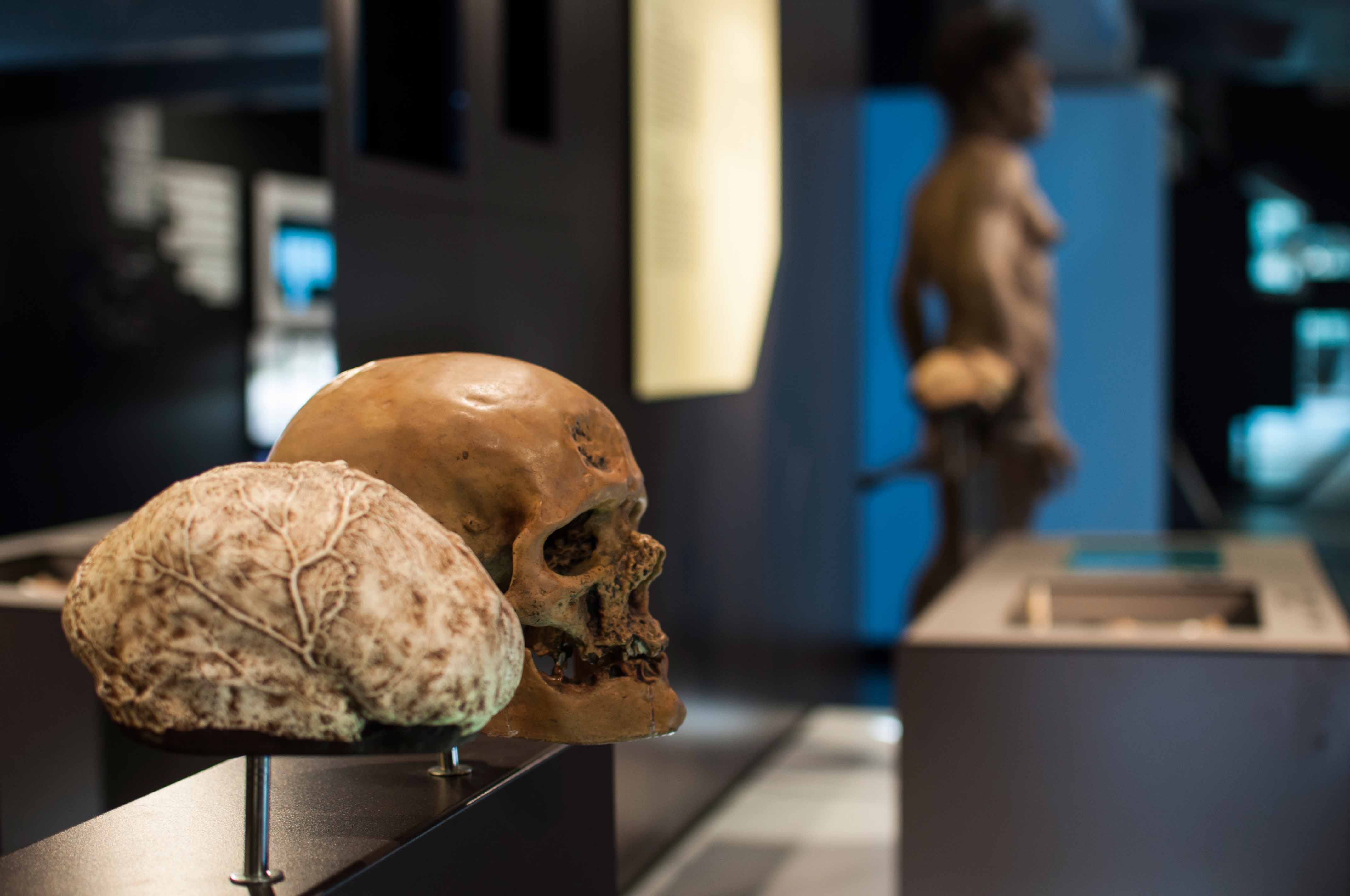 Talking Brains 展览设计-38