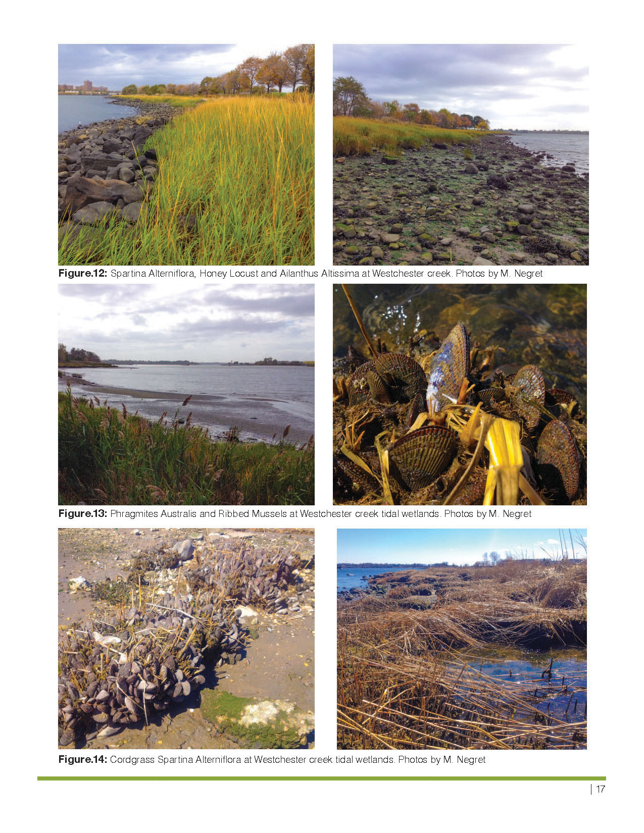 绿色海岸基础设施 · 改善西切斯特溪水质的方案-12