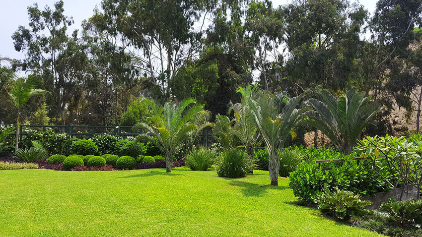 绿意盎然的家 · 打造 10 个月的世外桃源-15