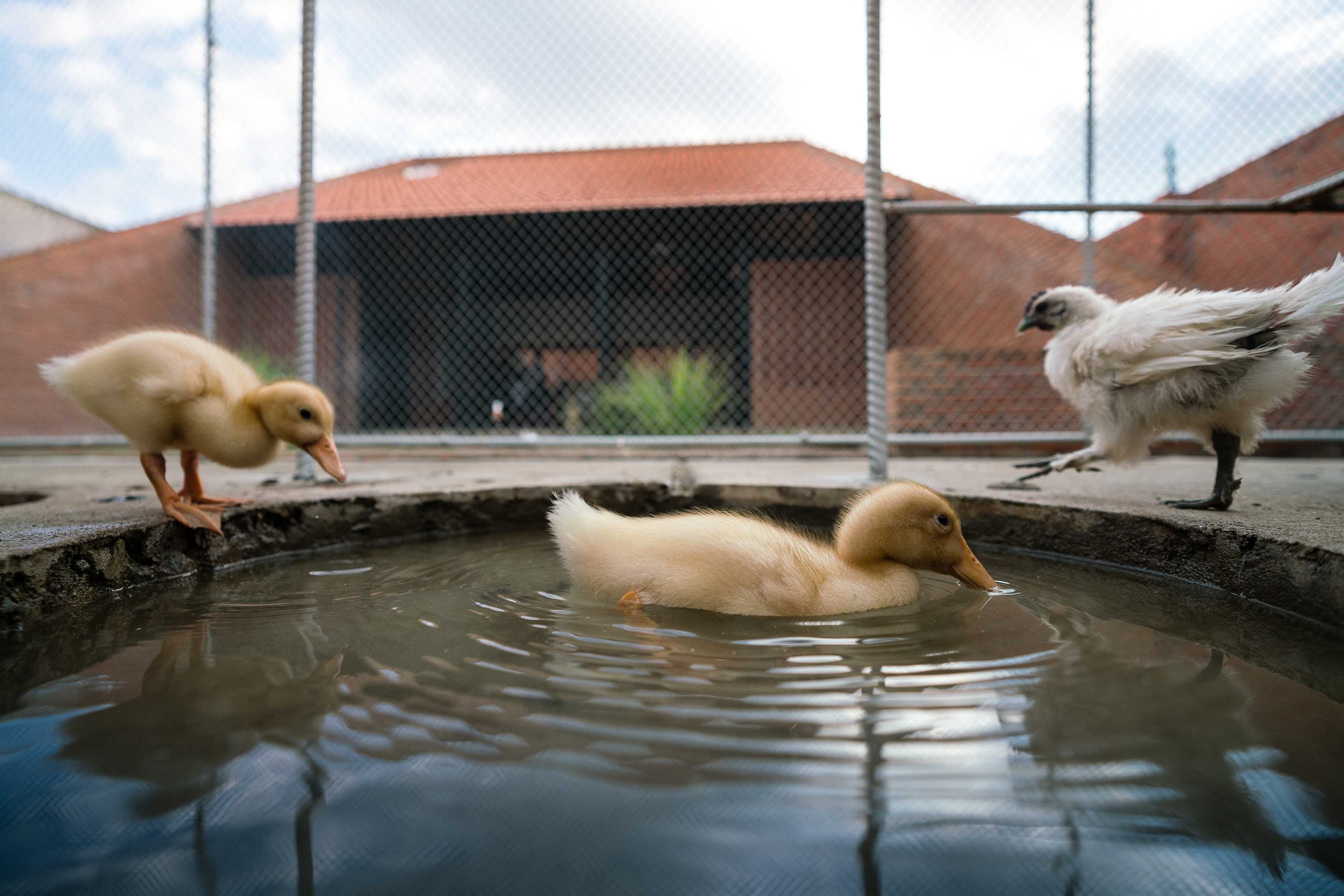 鸡舍建筑,儿童乐趣与自然的融合-19