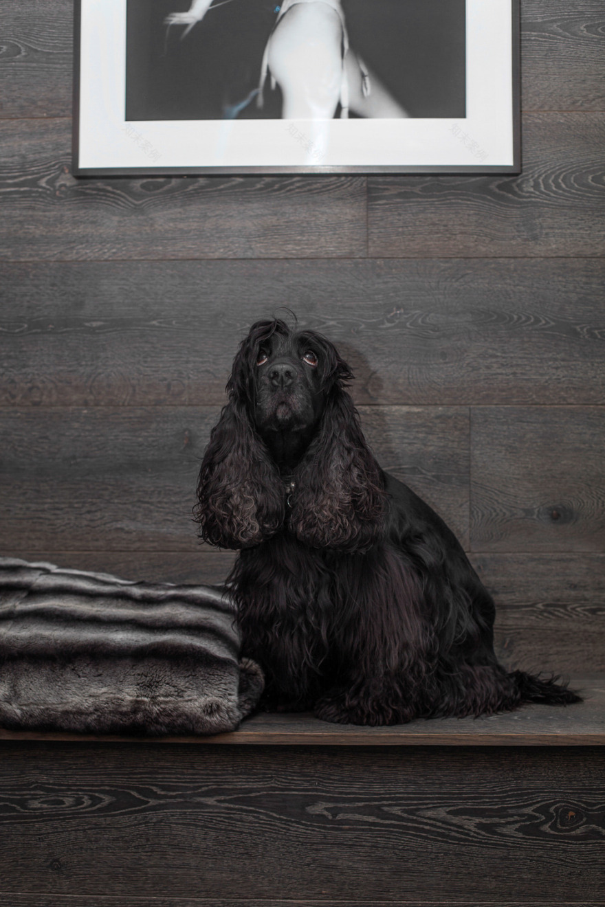 伦敦中心区 Casa Botelho 完美改造-15