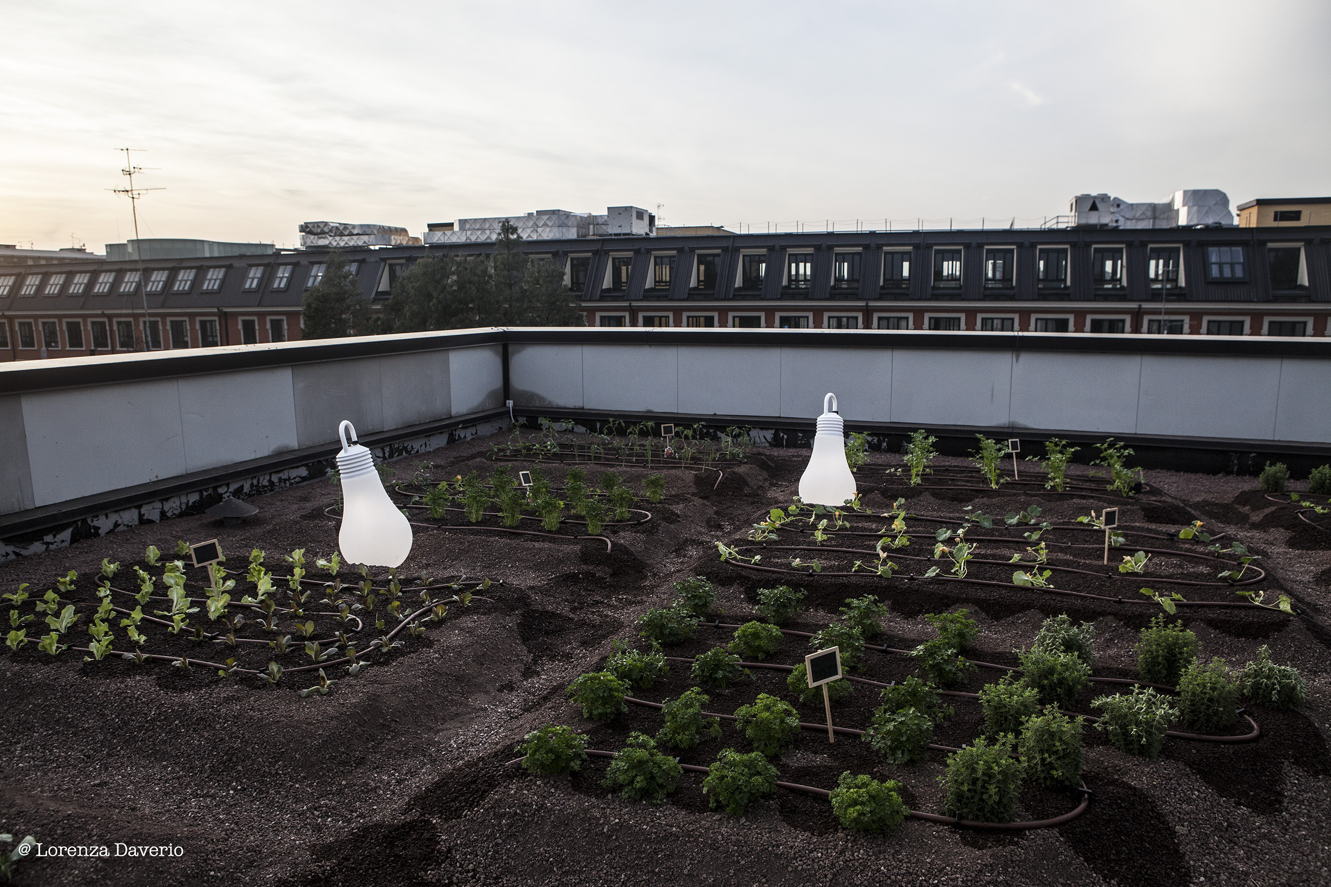 米兰屋顶稻田 · 创新城市农业设计-12