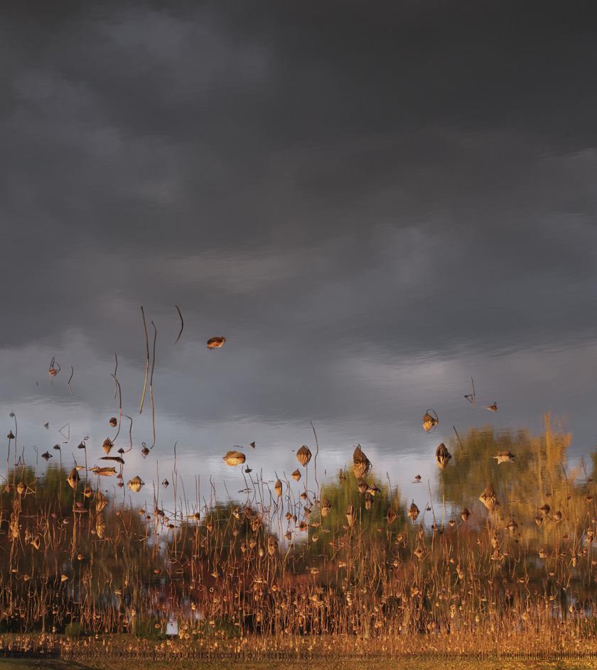 禅意京都 | Ori Gersht 的“浮生世界”摄影展-21