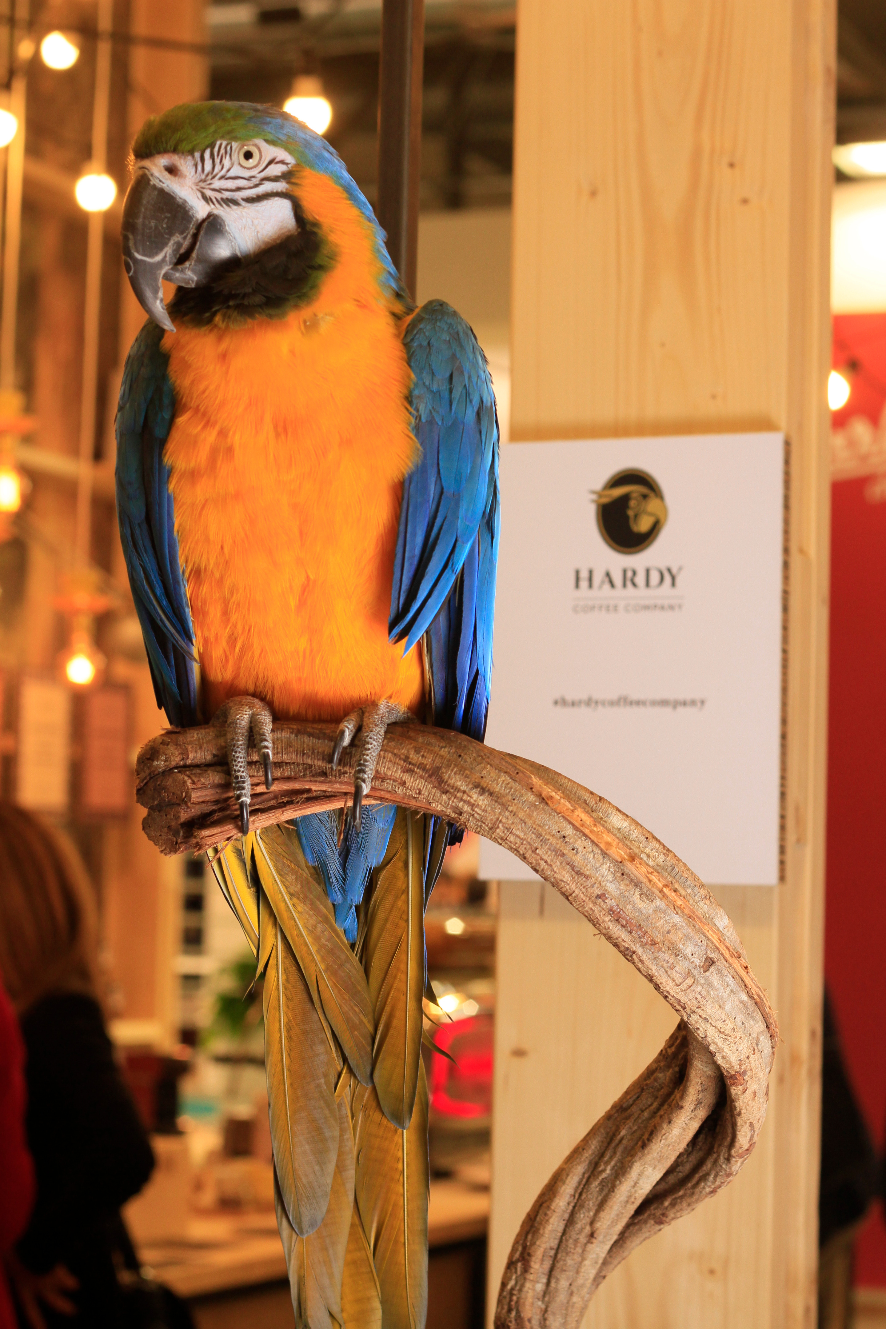 Hardy Coffee Company 2015 年展位设计-4