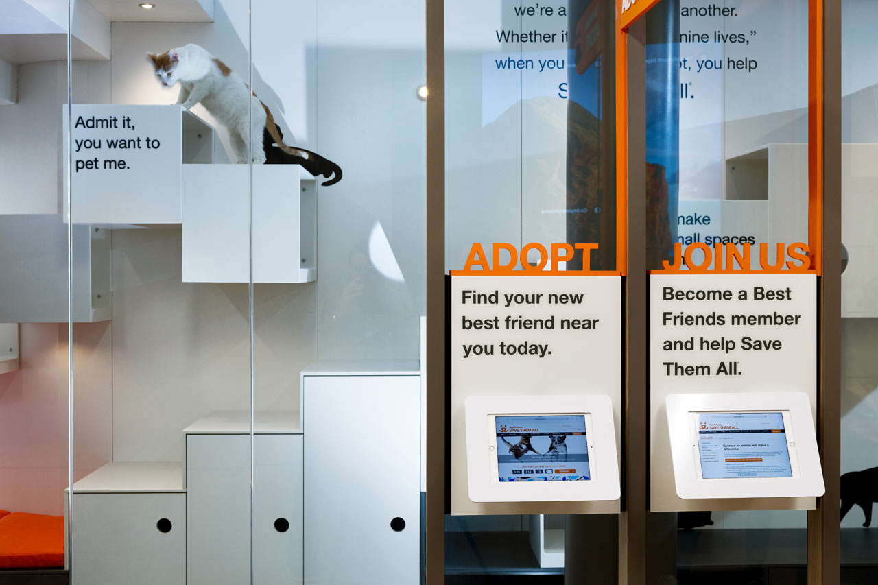 爱心港湾 | 最佳朋友动物协会新收养中心-2