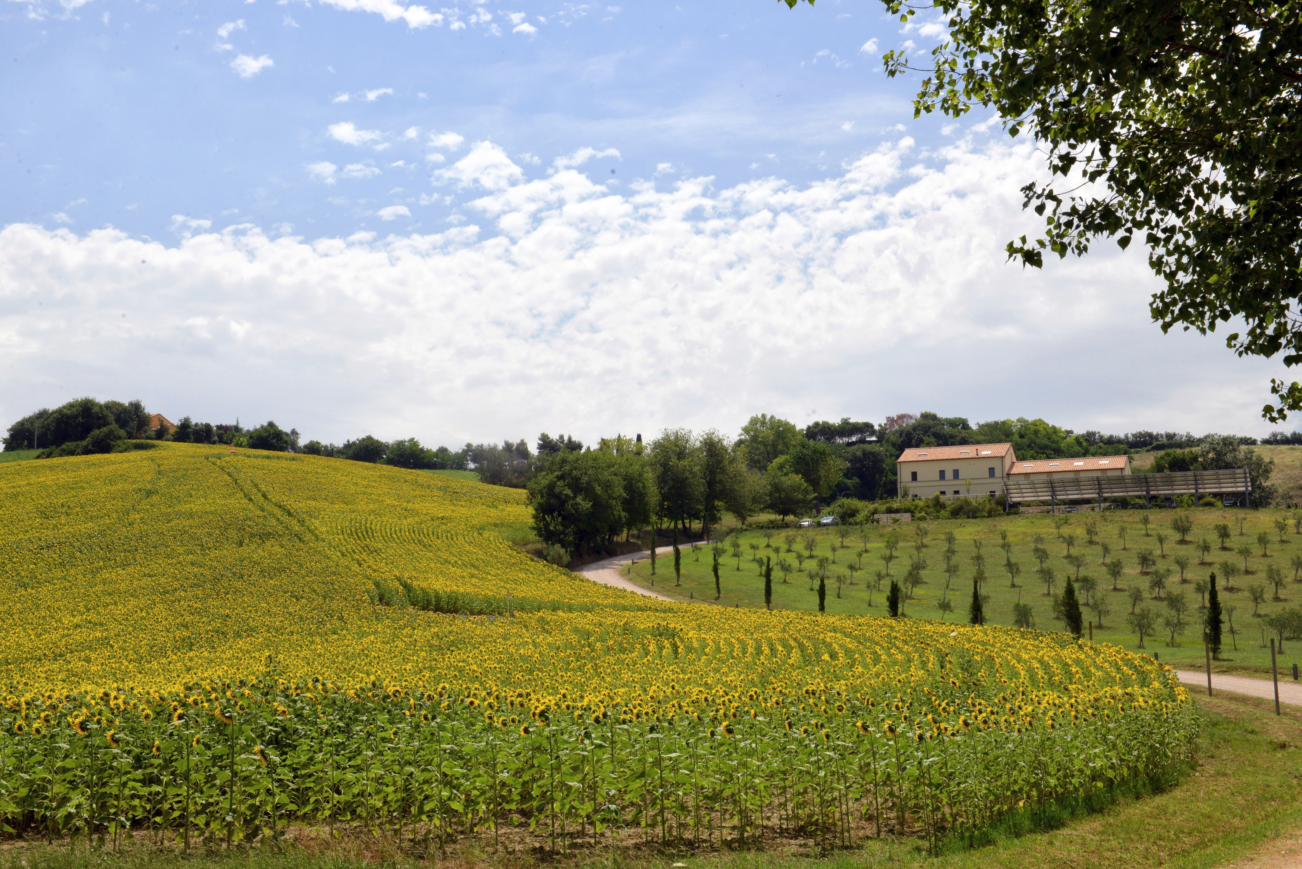 废弃农舍变身为绿色环保度假胜地·意大利"Il Gallo Senone"度假酒店-1
