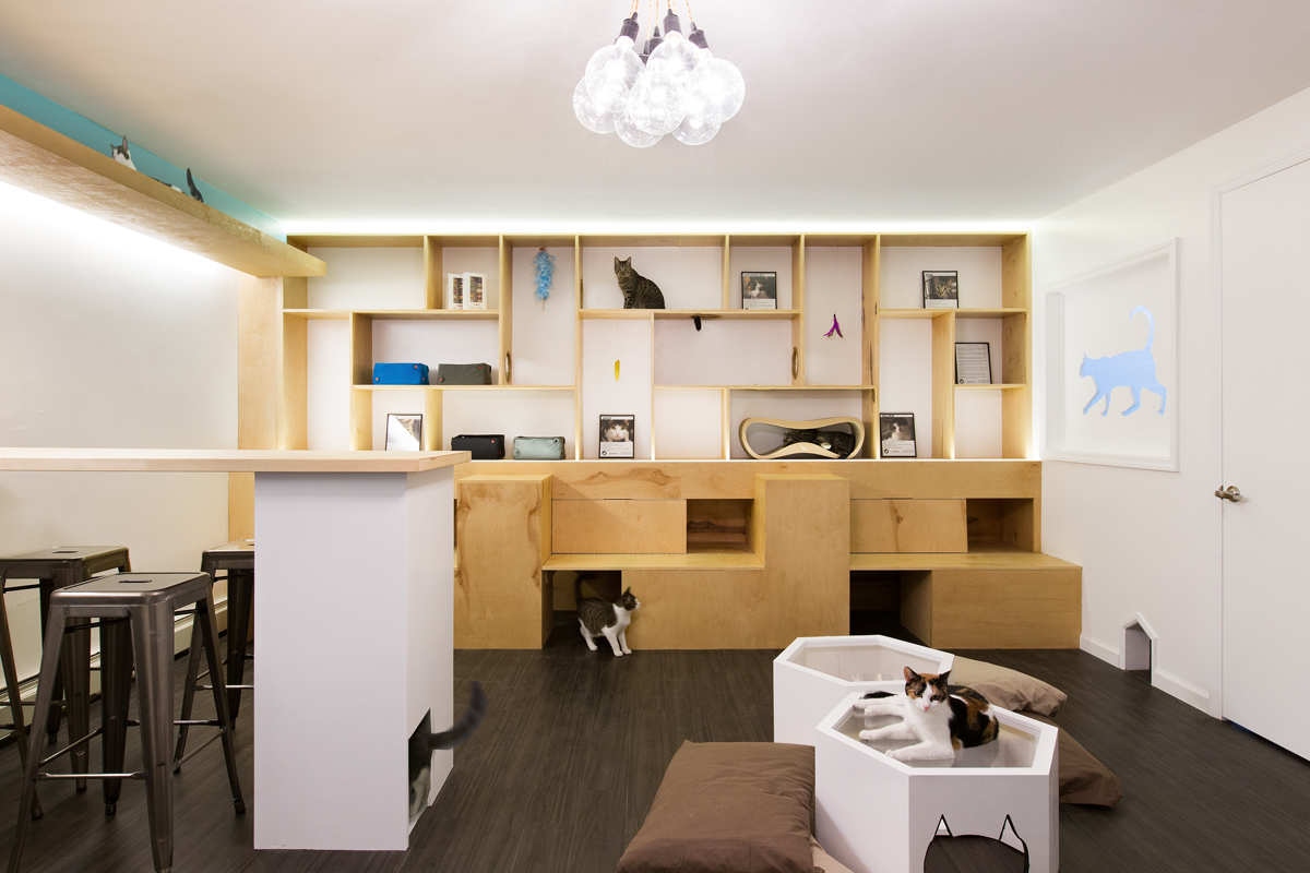 喵星人的温馨之家 · 纽约第一家猫咖啡馆-4