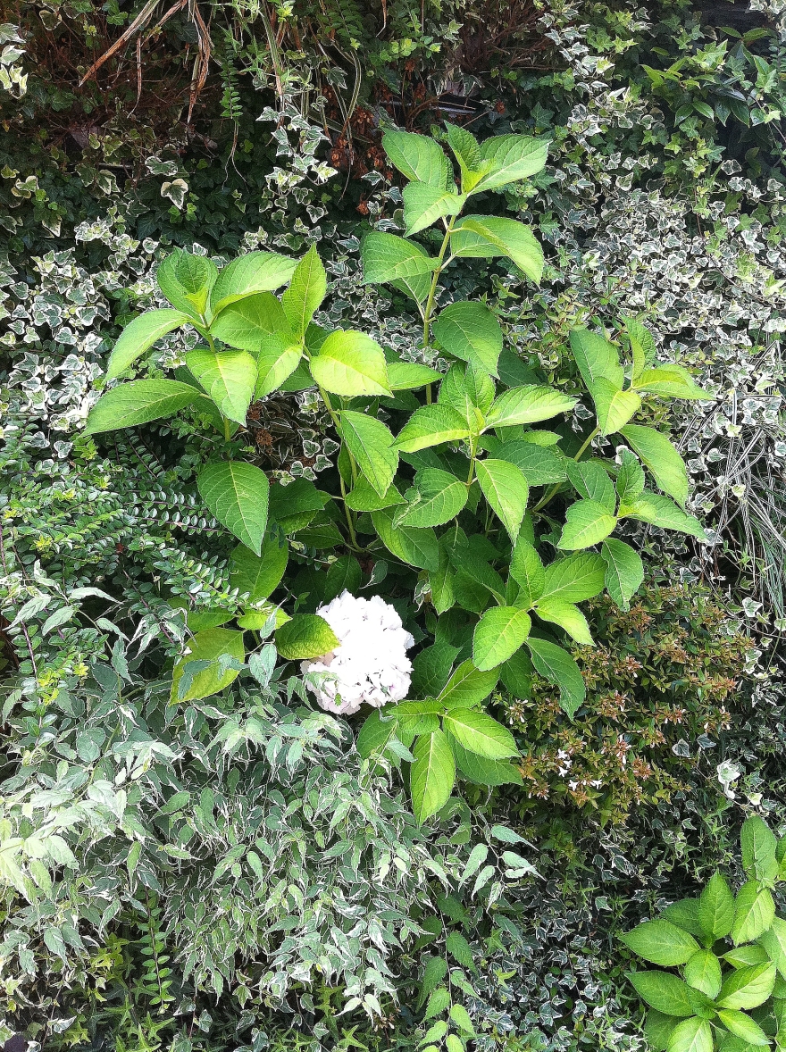 绿色公寓 · 模块化垂直绿化墙-17