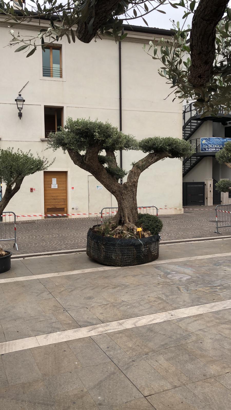 智能花园广场 · 绿意盎然的意大利风情-9