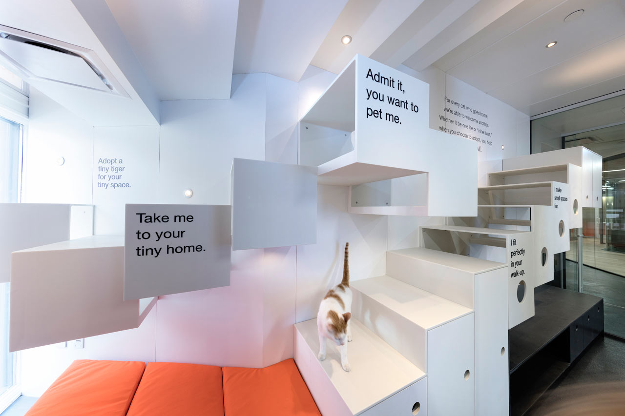 爱心港湾 | 最佳朋友动物协会新收养中心-4