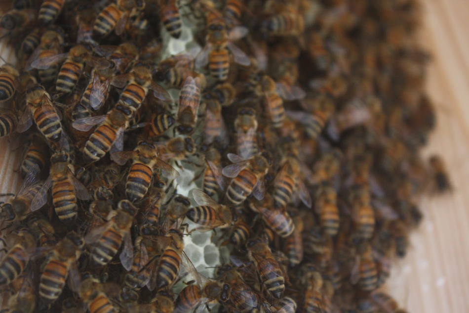 蜂巢城市：电梯 B-55