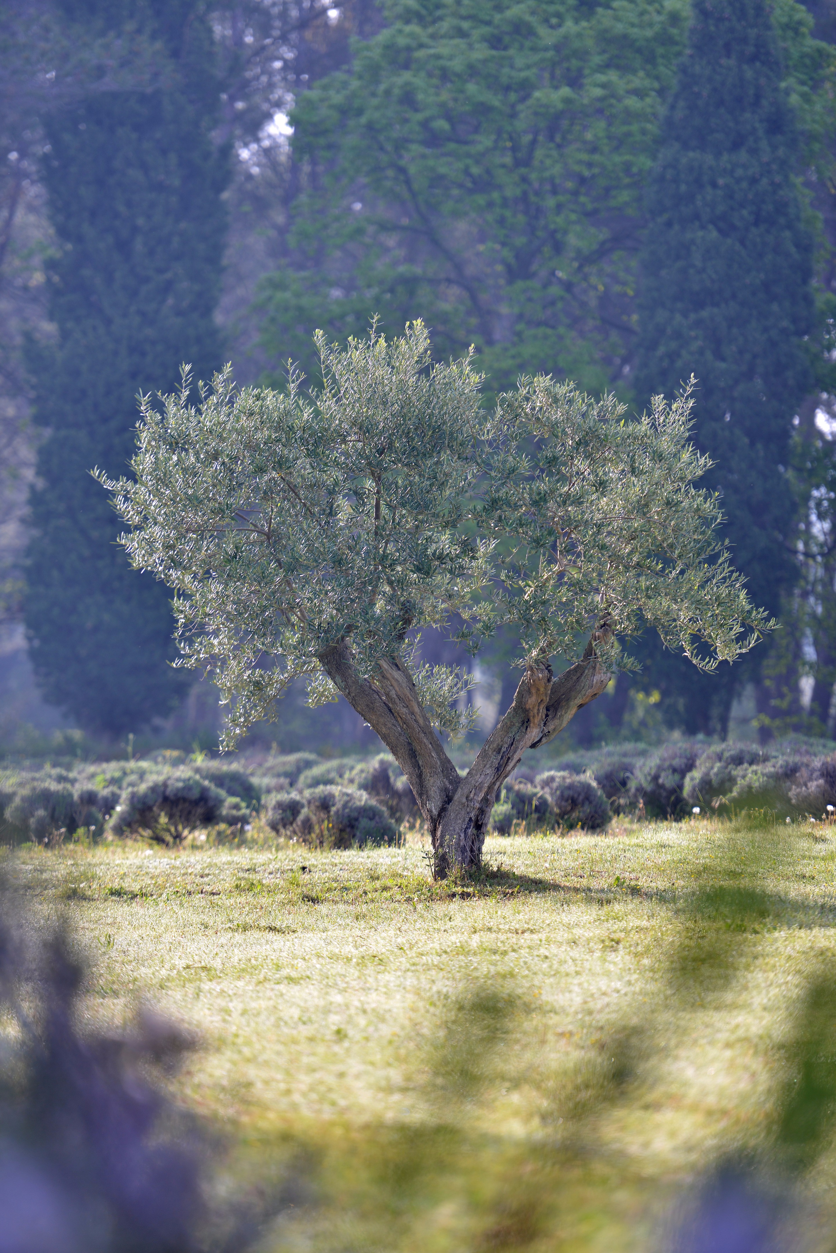 普罗旺斯香薰世家住宅设计-53