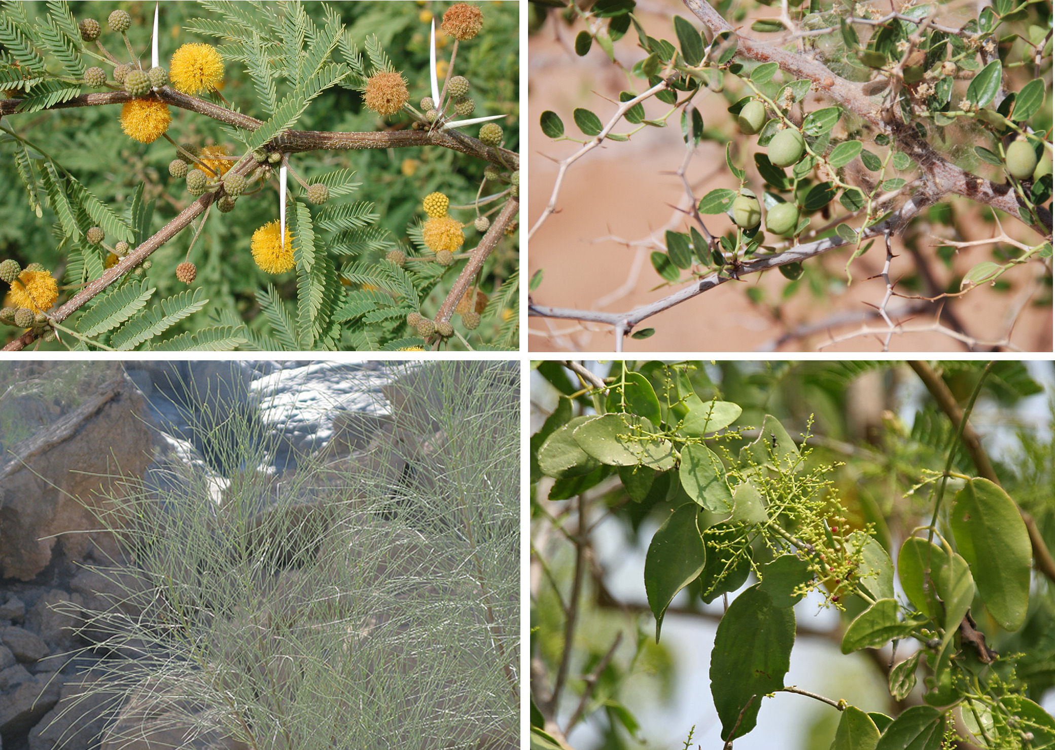 阿拉伯绿洲——迪拜亚拉巴马 ranchs 老入口景观升级-13