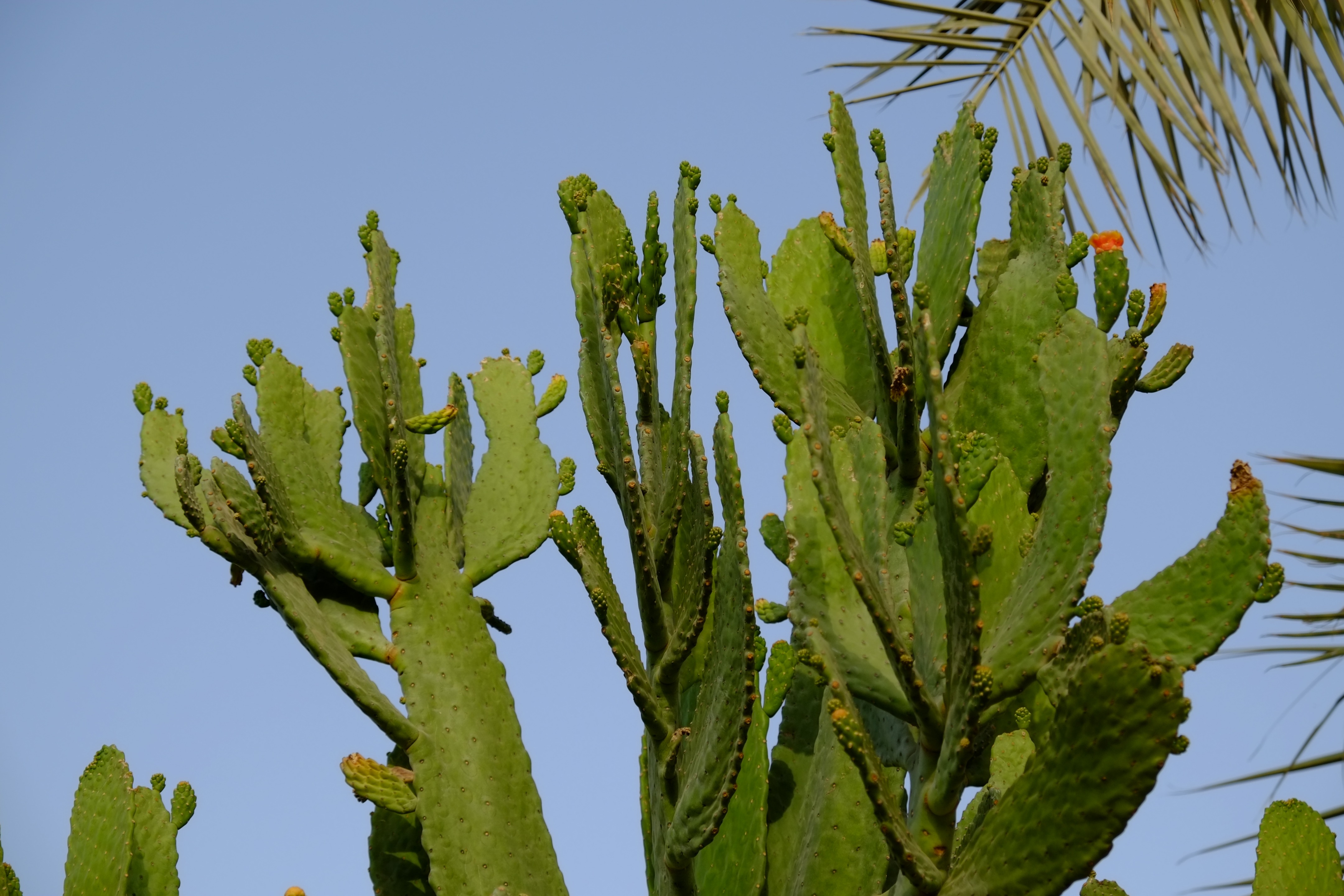 阿拉伯绿洲——迪拜亚拉巴马 ranchs 老入口景观升级-29