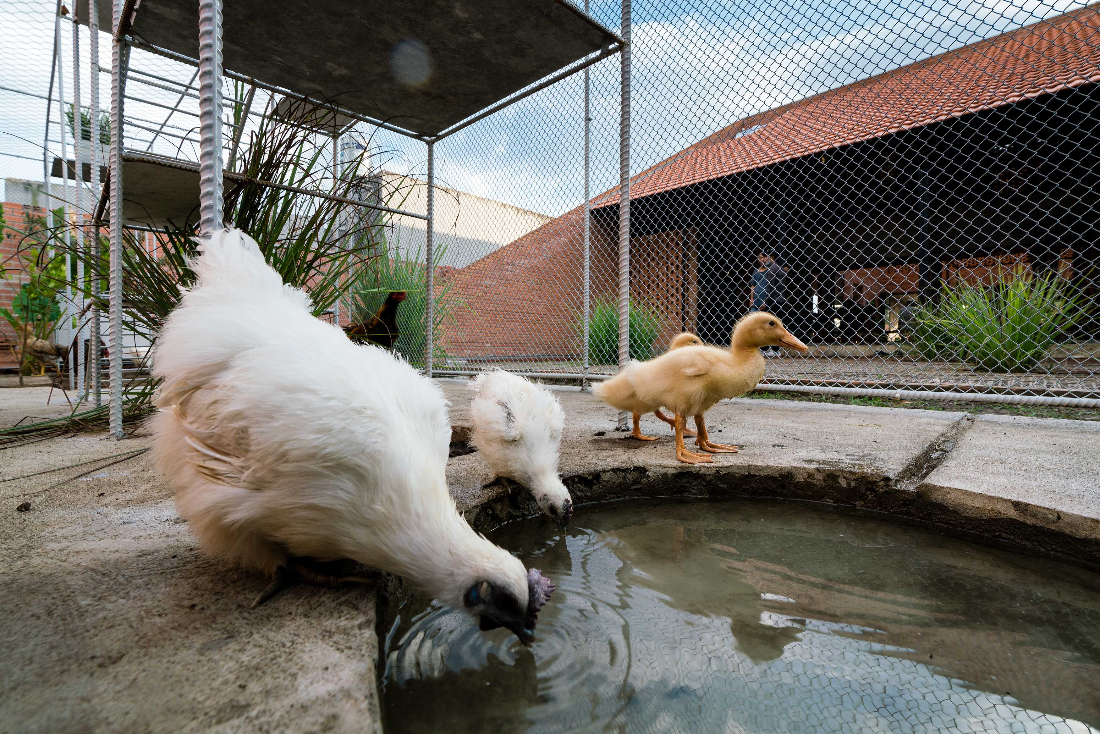 鸡舍建筑,儿童乐趣与自然的融合-18