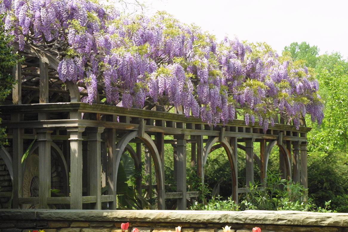 华盛顿特区 27 英亩的乡村幻境——Dumbarton Oaks 花园-7