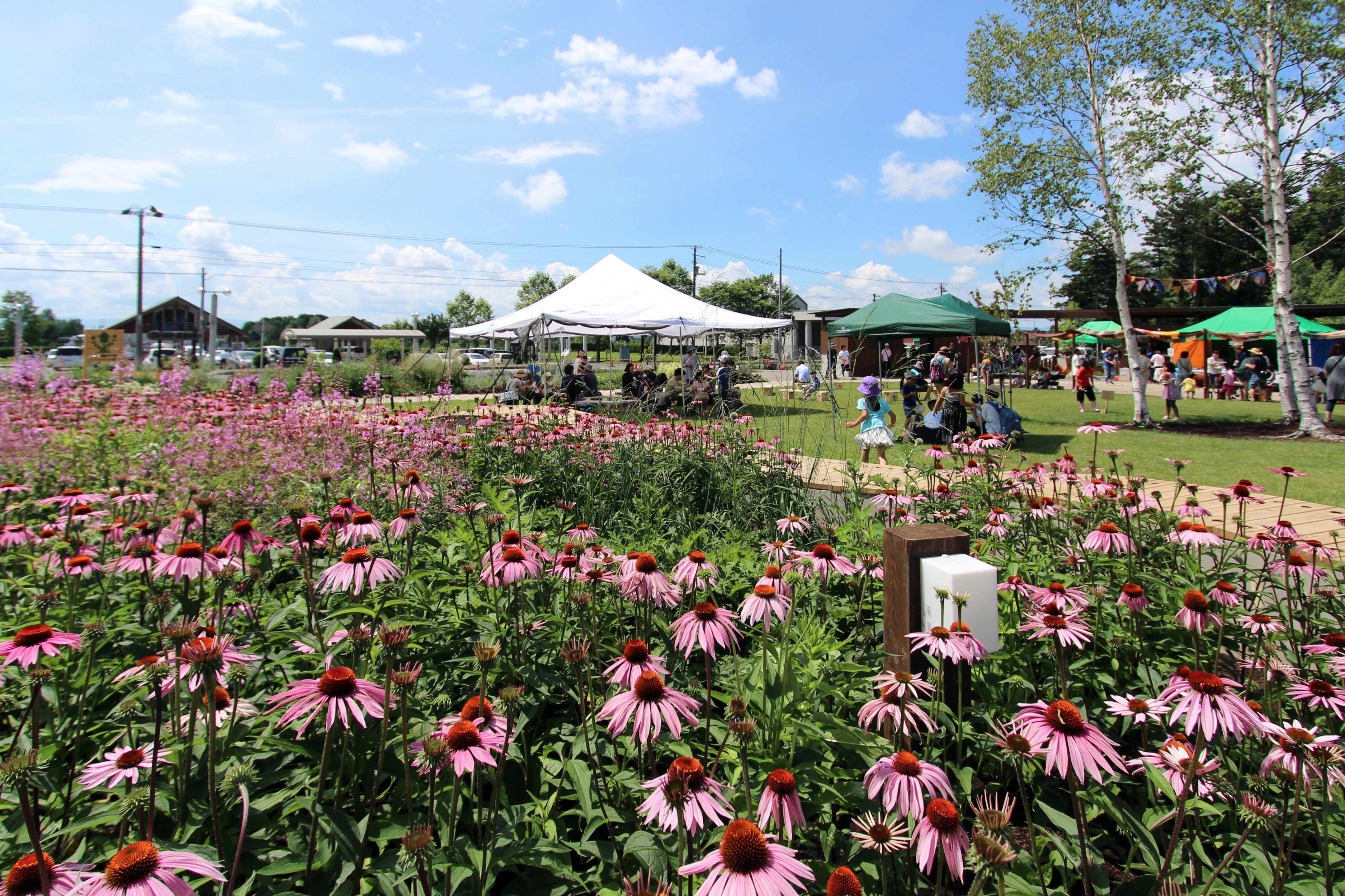 2015 年完成的库鲁米娜公共花园-25