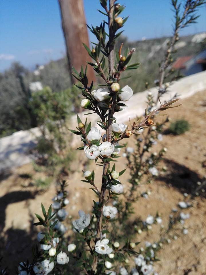 众议院 anthemis-7