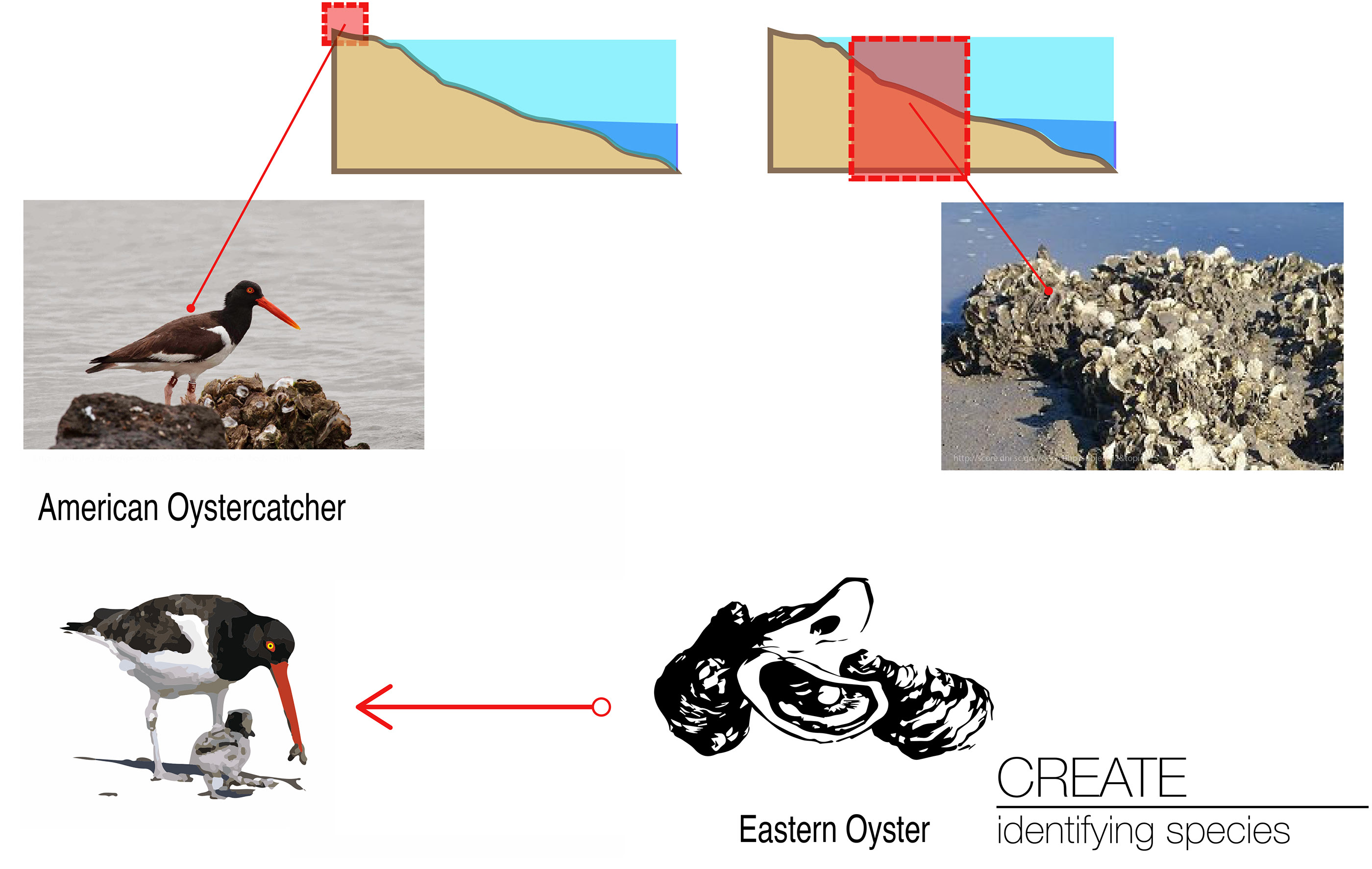 Site Ecology Studio Spring 2015-7
