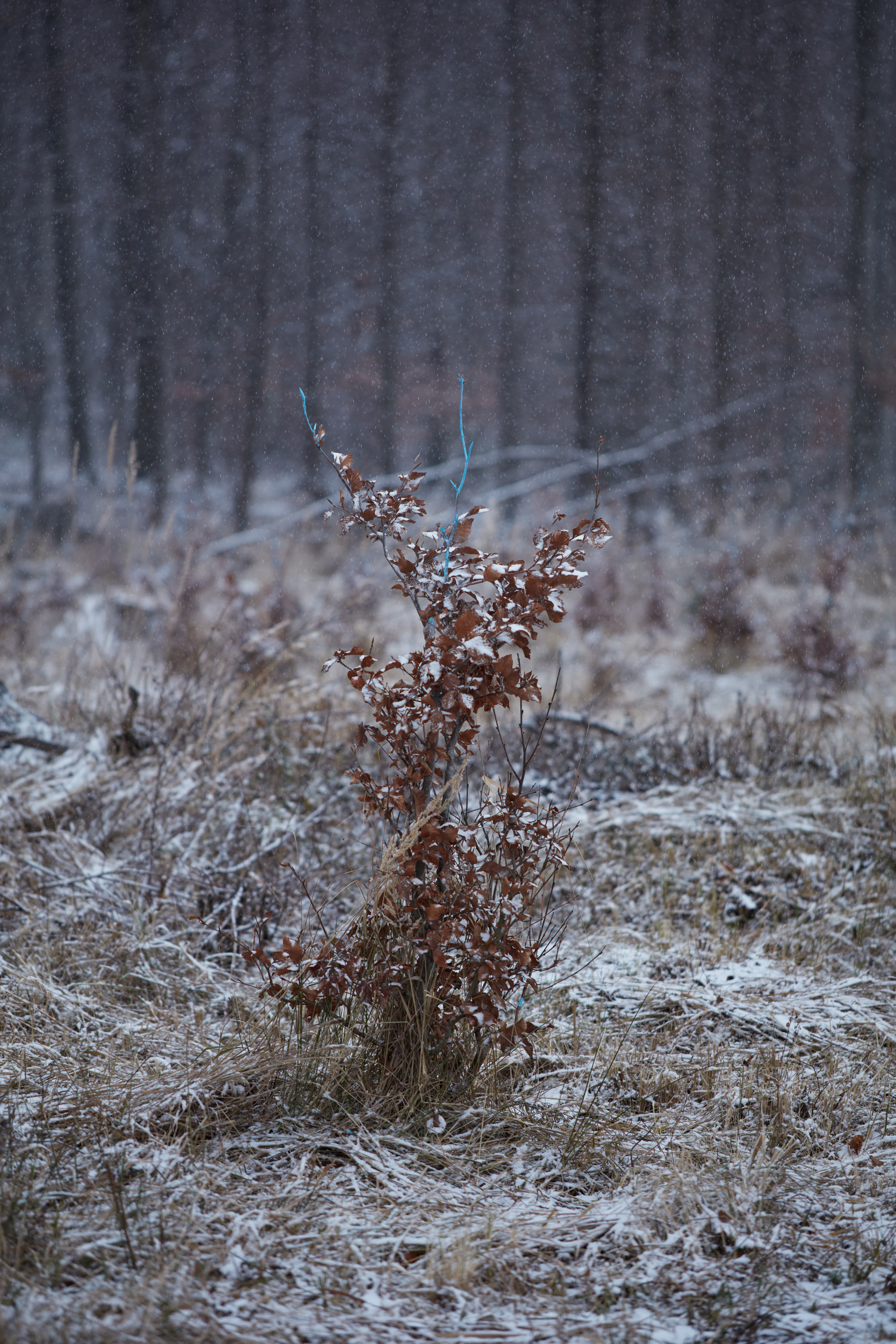 Making of a Forest 展览-48