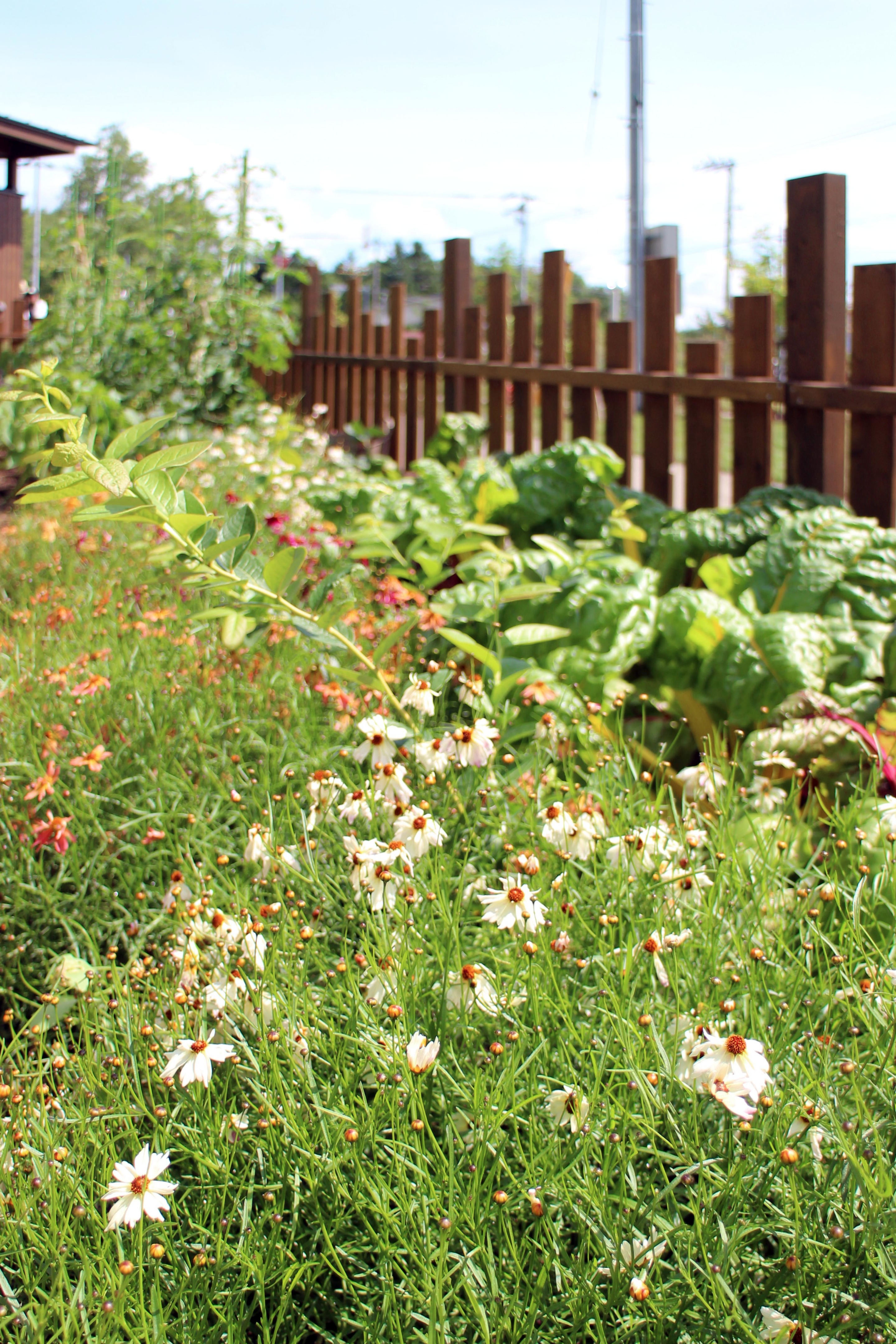 2015 年完成的库鲁米娜公共花园-45