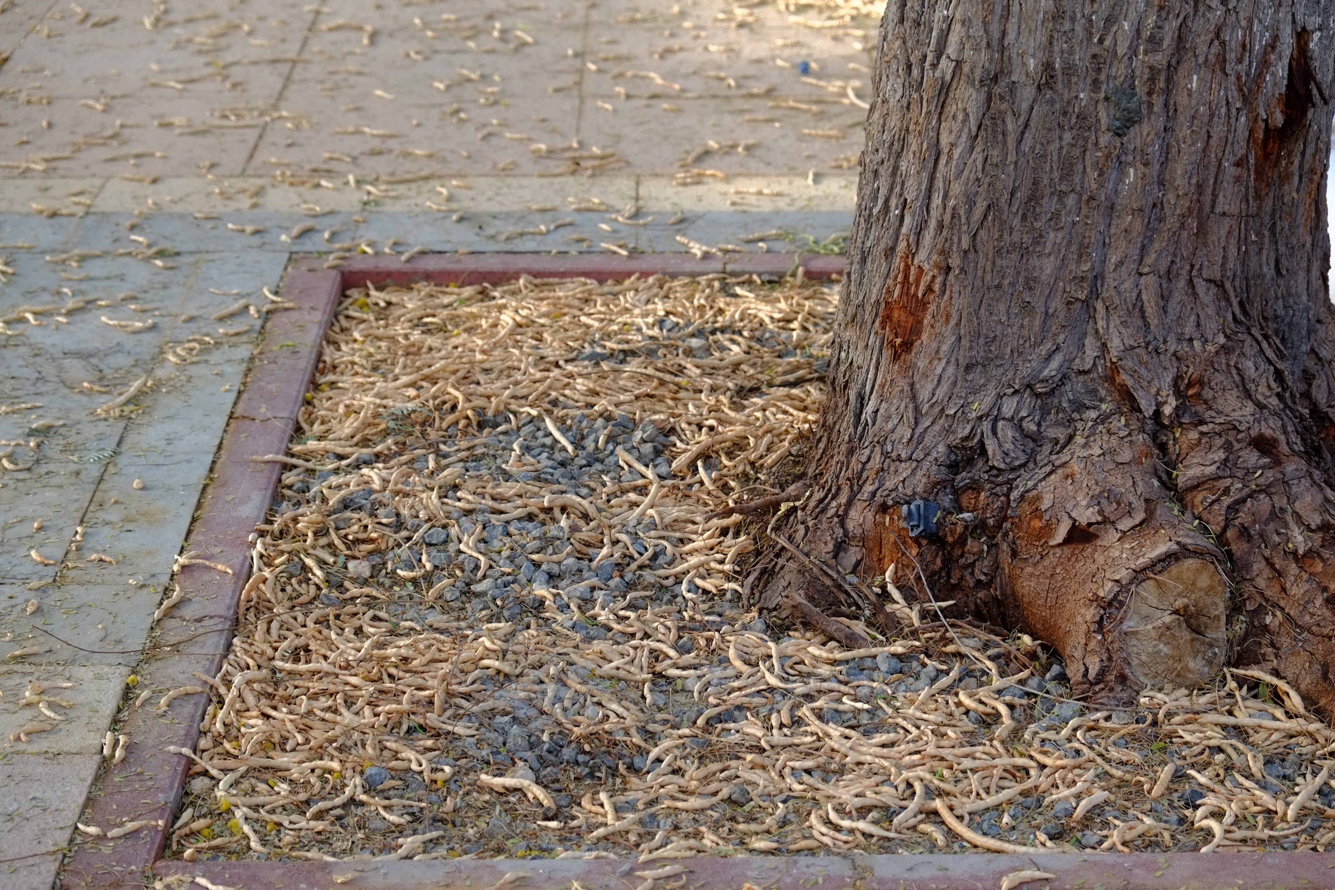阿拉伯绿洲——迪拜亚拉巴马 ranchs 老入口景观升级-23