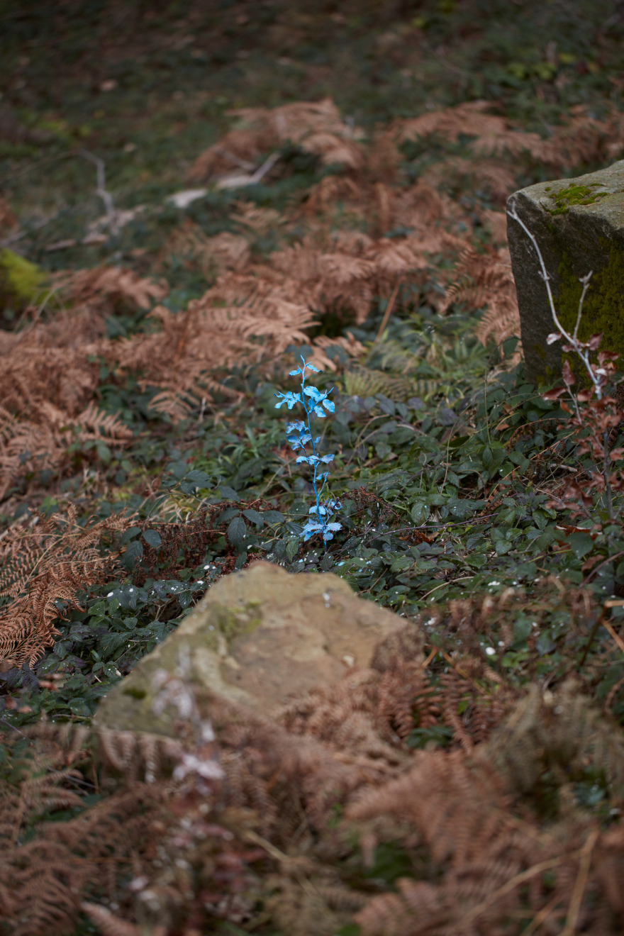 Making of a Forest 展览-43