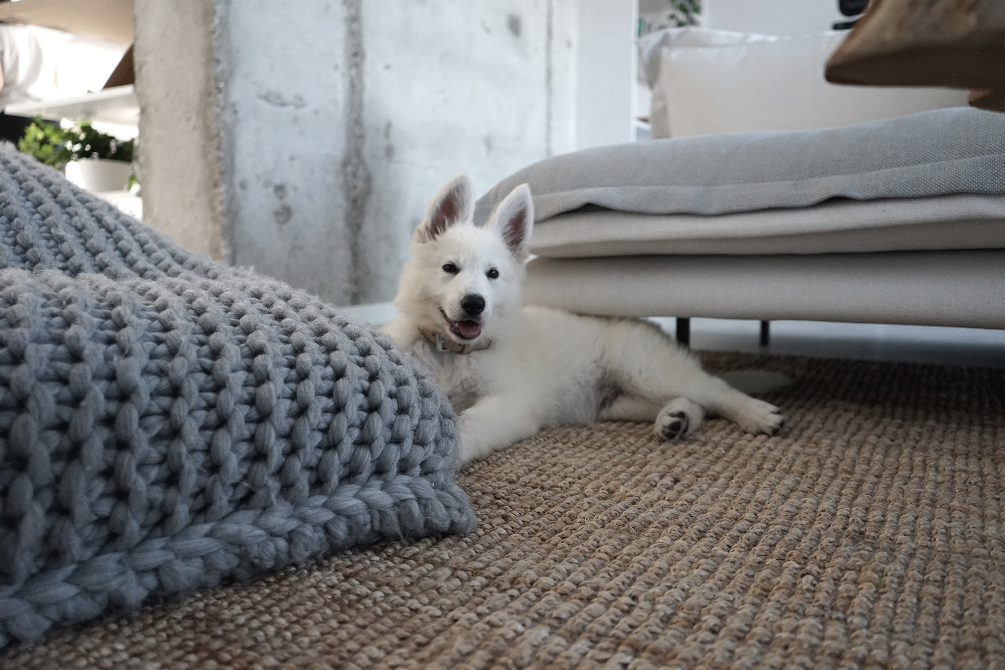 2017 年私人住宅室内设计佳作-11