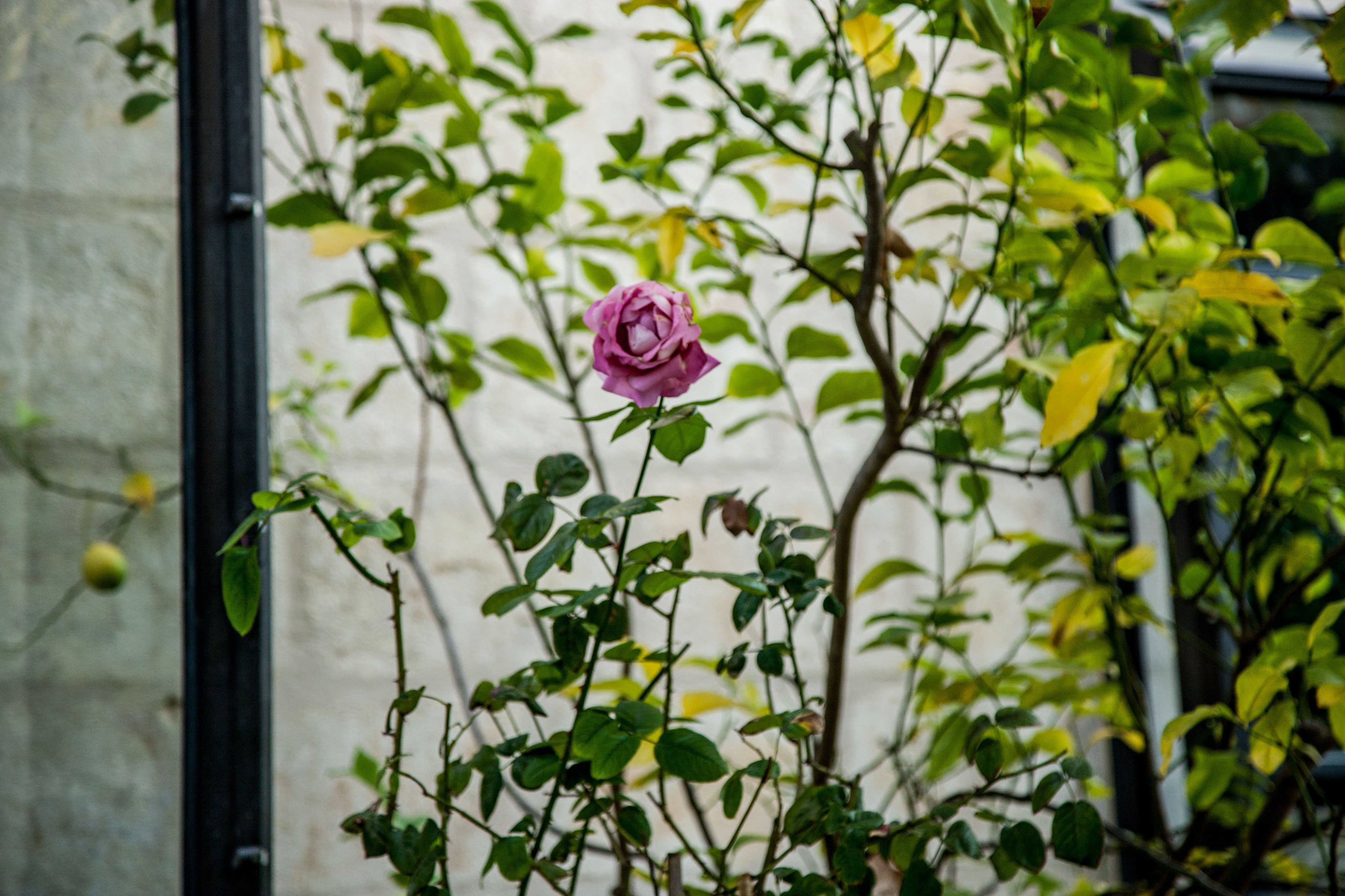 Carmel 山间的自然之家-61