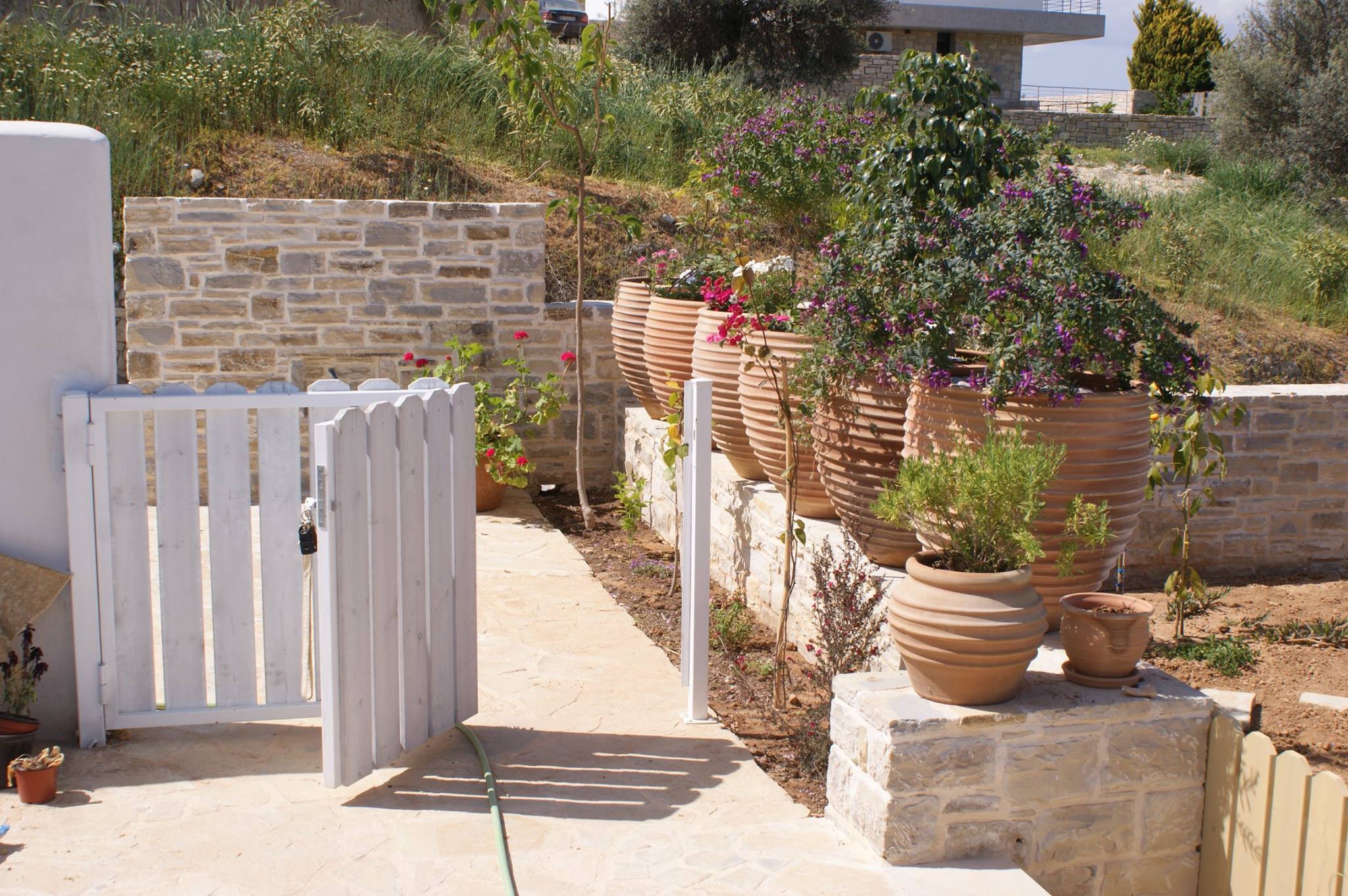 众议院 anthemis-3