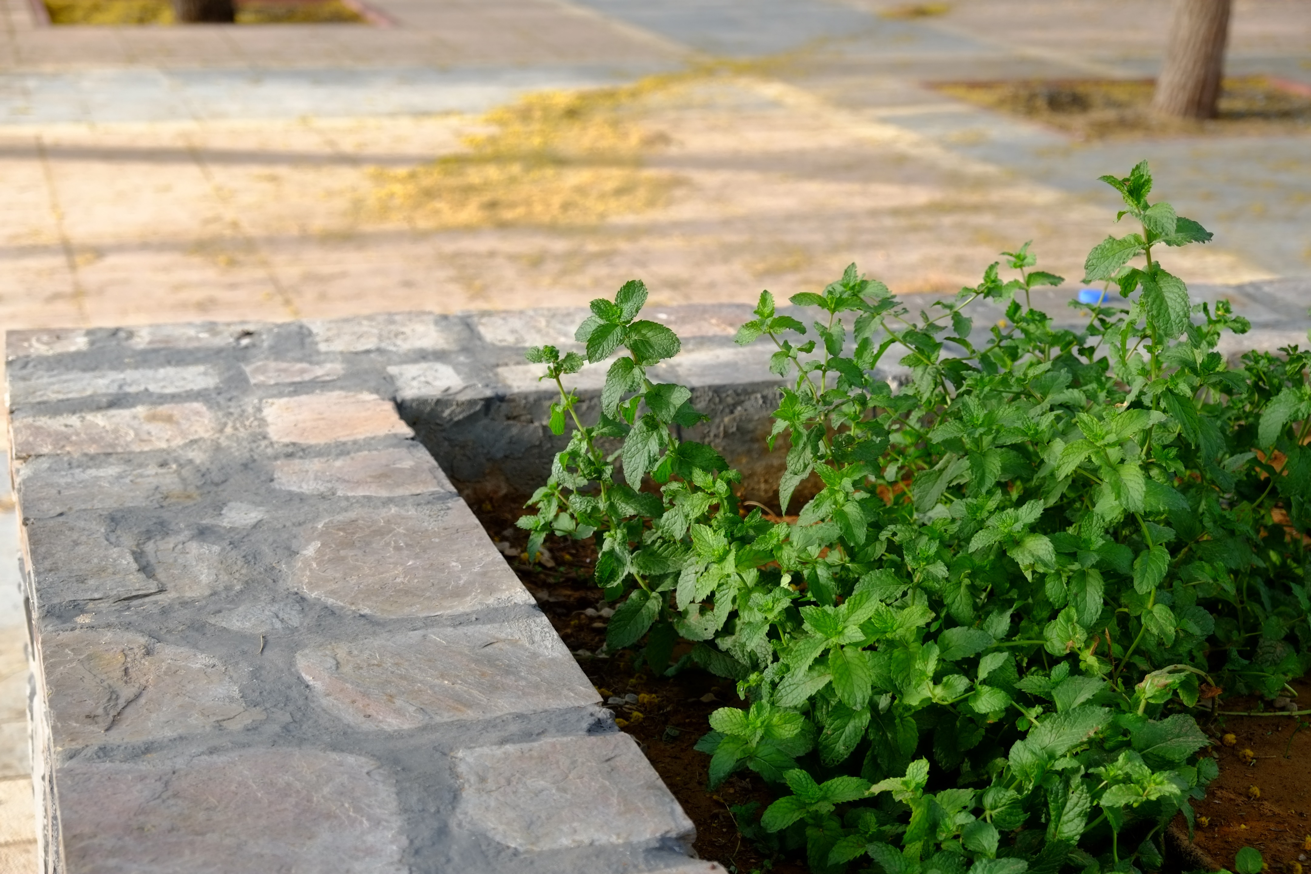 阿拉伯绿洲——迪拜亚拉巴马 ranchs 老入口景观升级-25