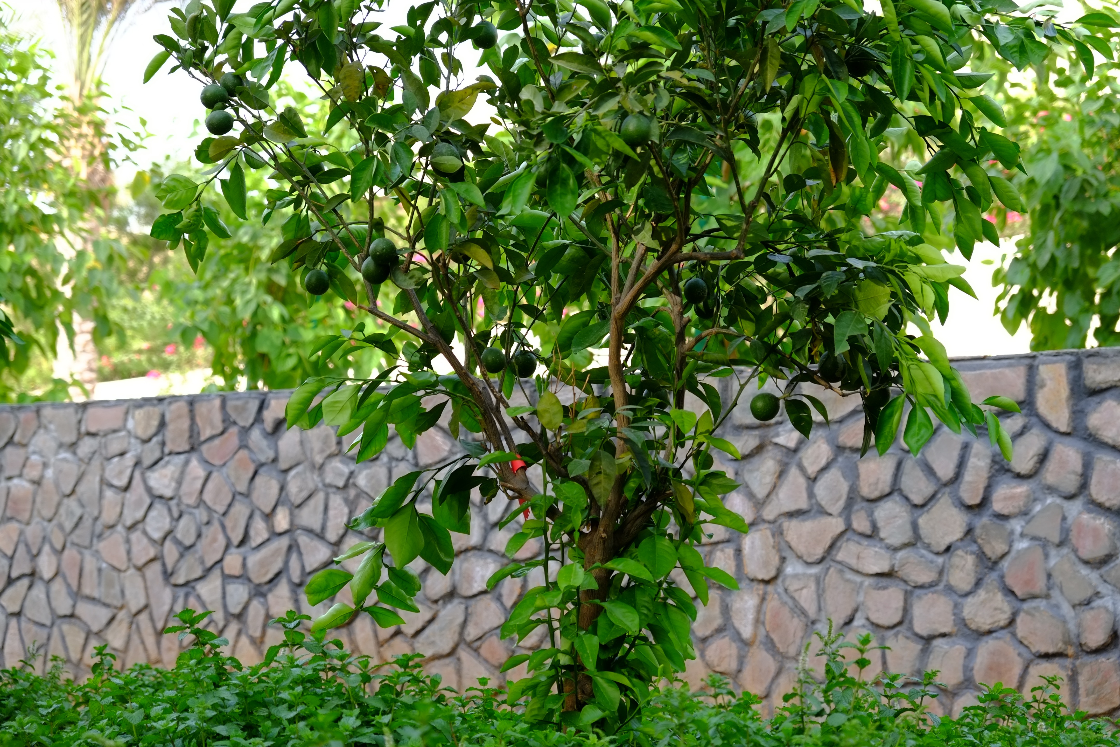 阿拉伯绿洲——迪拜亚拉巴马 ranchs 老入口景观升级-11