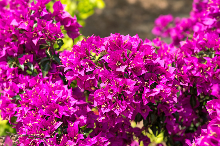 希腊 Navarino VILLA 多家庭住宅设计-13